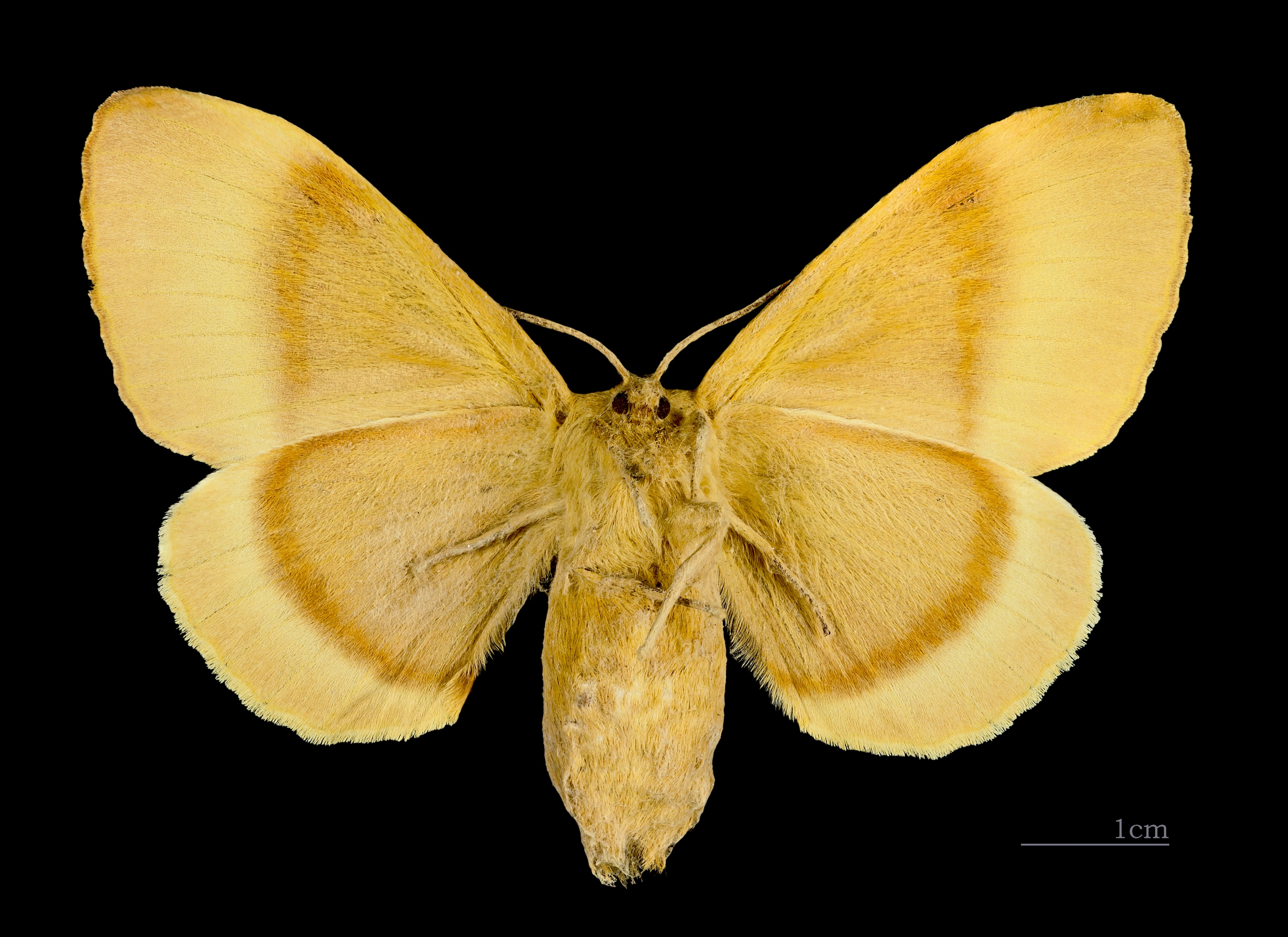 Lasiocampa quercus MHNT CUT 2011 0 446 female Mussidan ventre