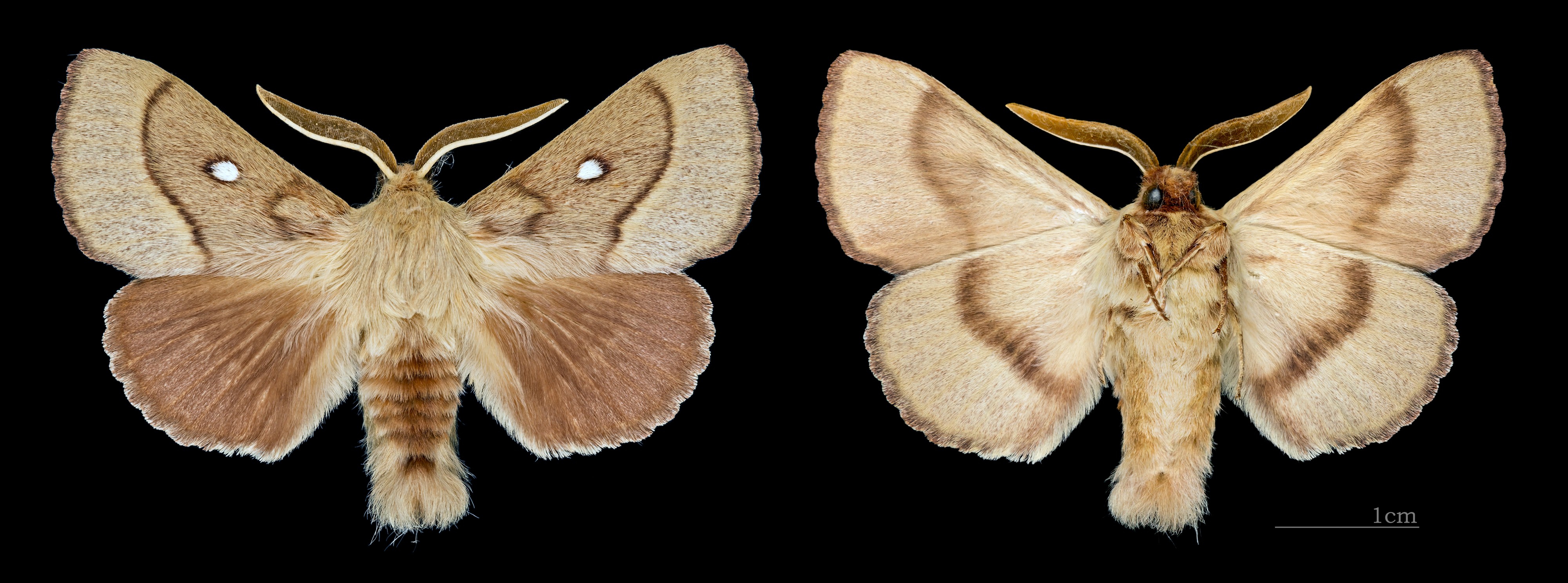 Lasiocampa trifolii MHNT CUT 2011 0 446 male Mussidan