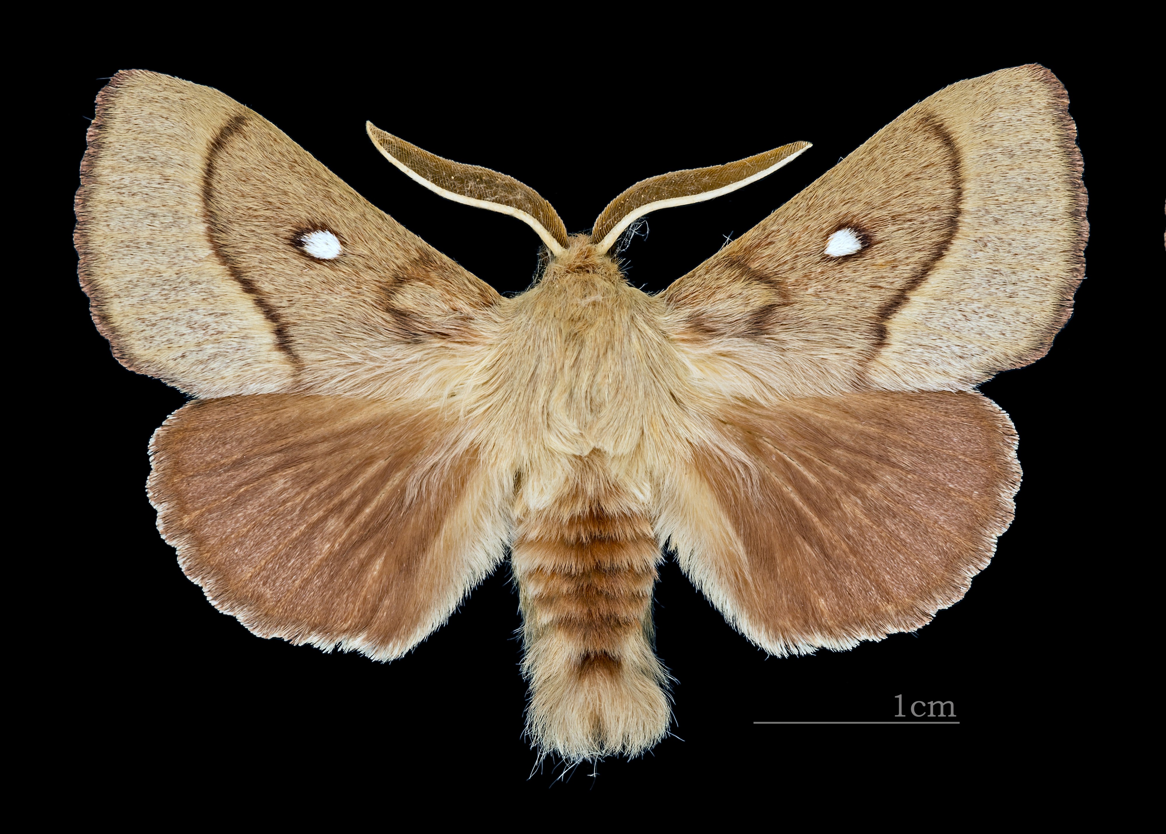 Lasiocampa trifolii MHNT CUT 2011 0 446 male Mussidan dos