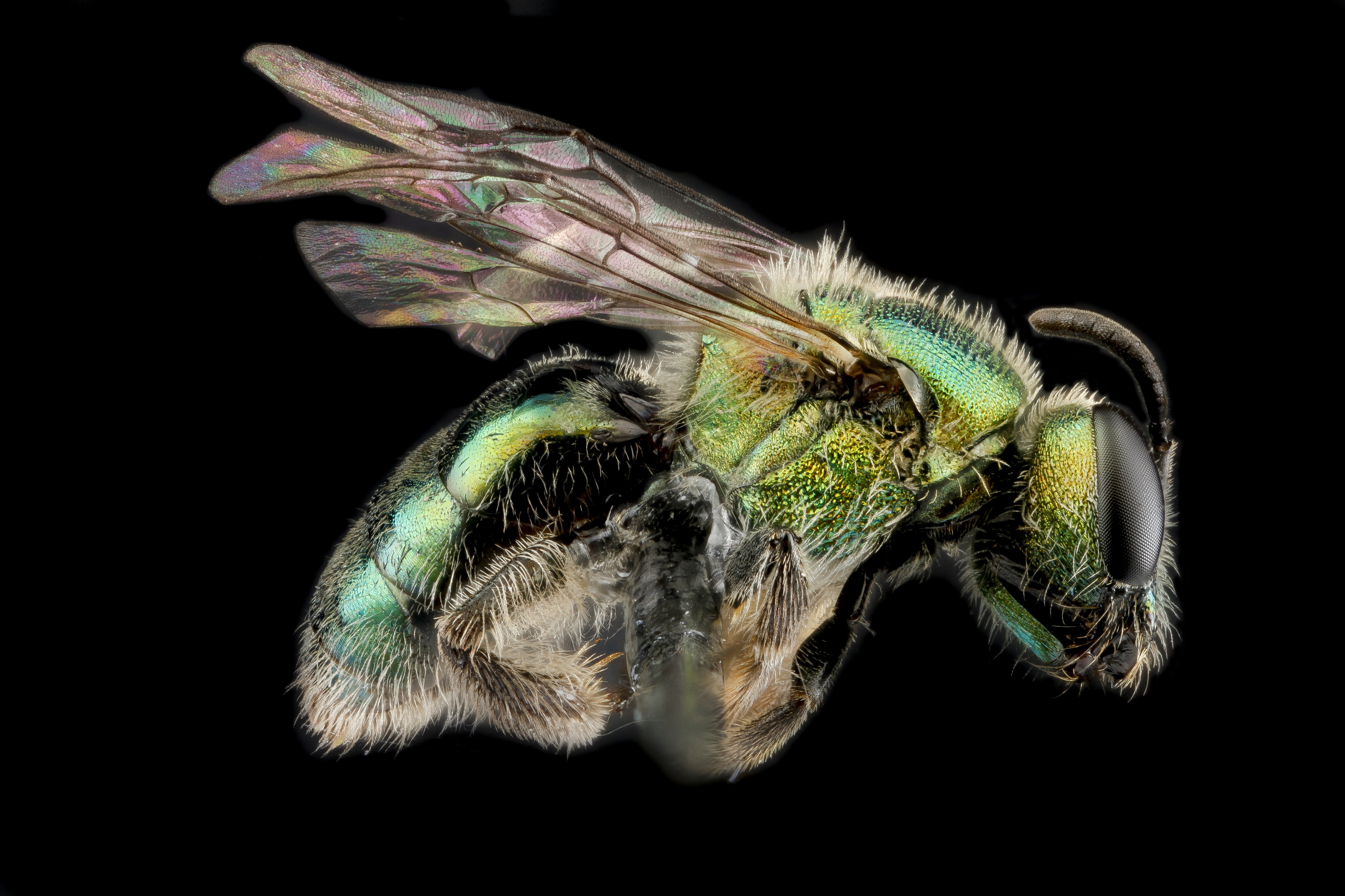 Lasioglossum havanense f