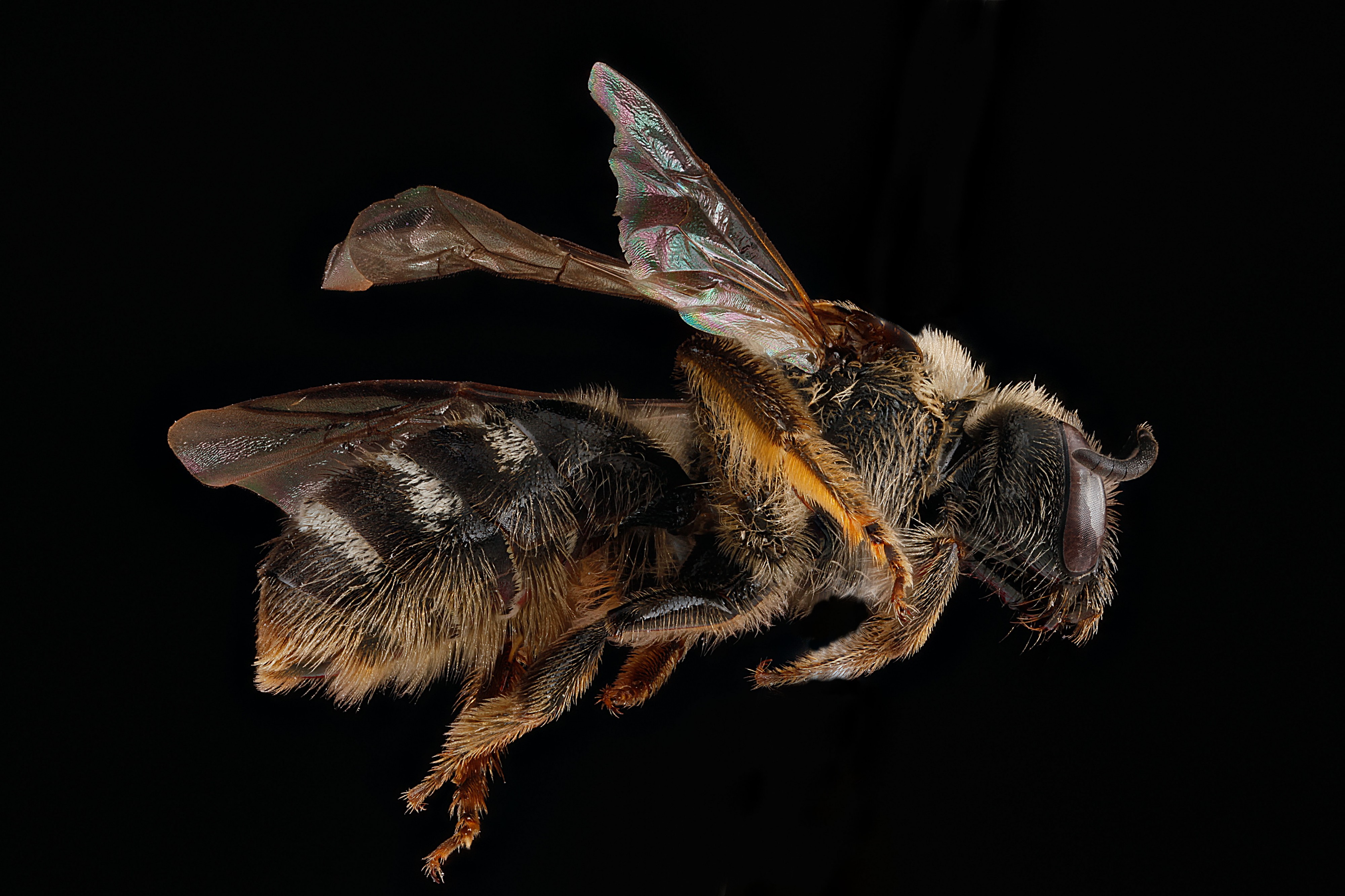 Lasioglossum leucozonium1