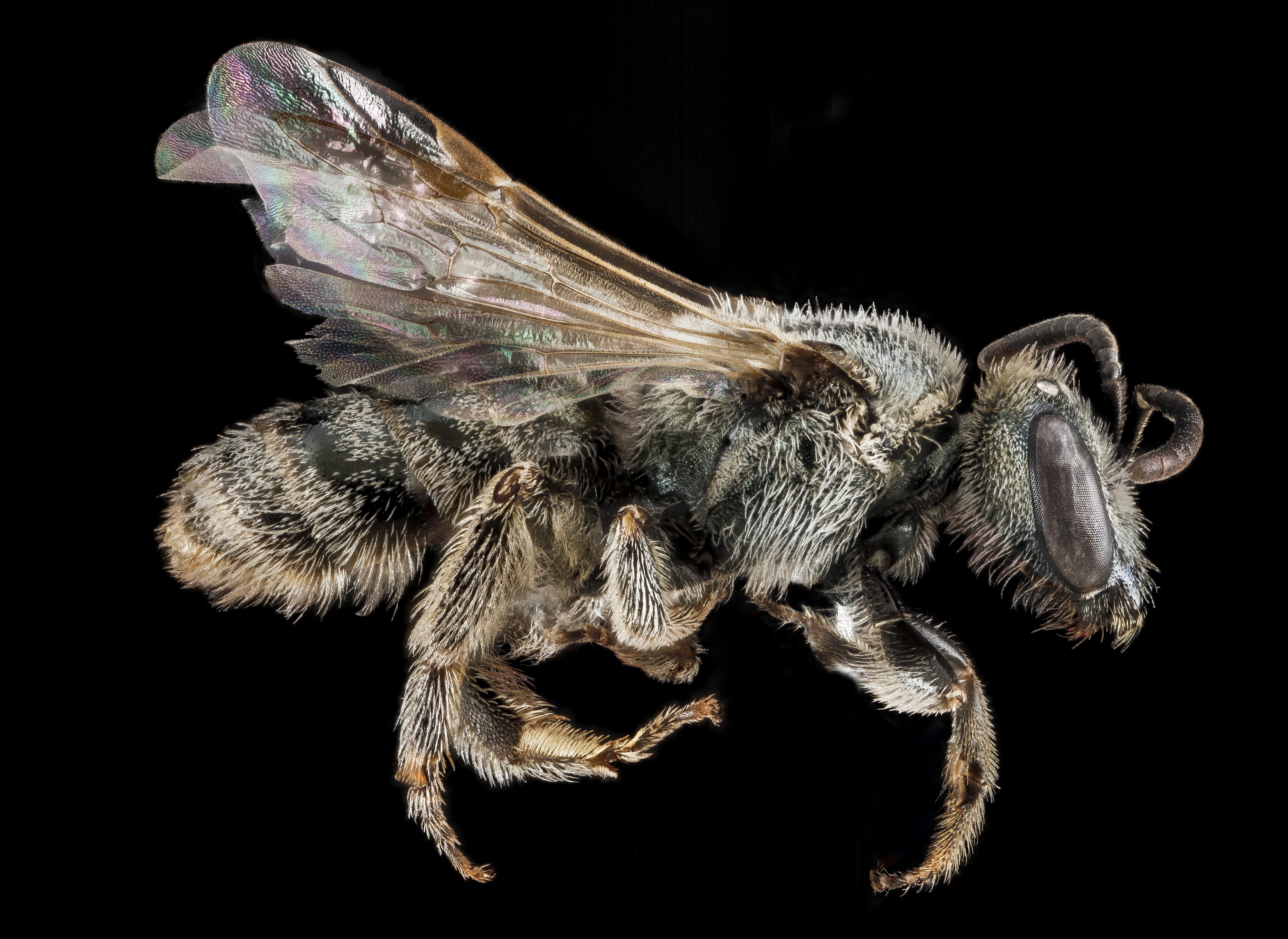 Lasioglossum marinum, side 2012-06-18-16.59 (18412255479)