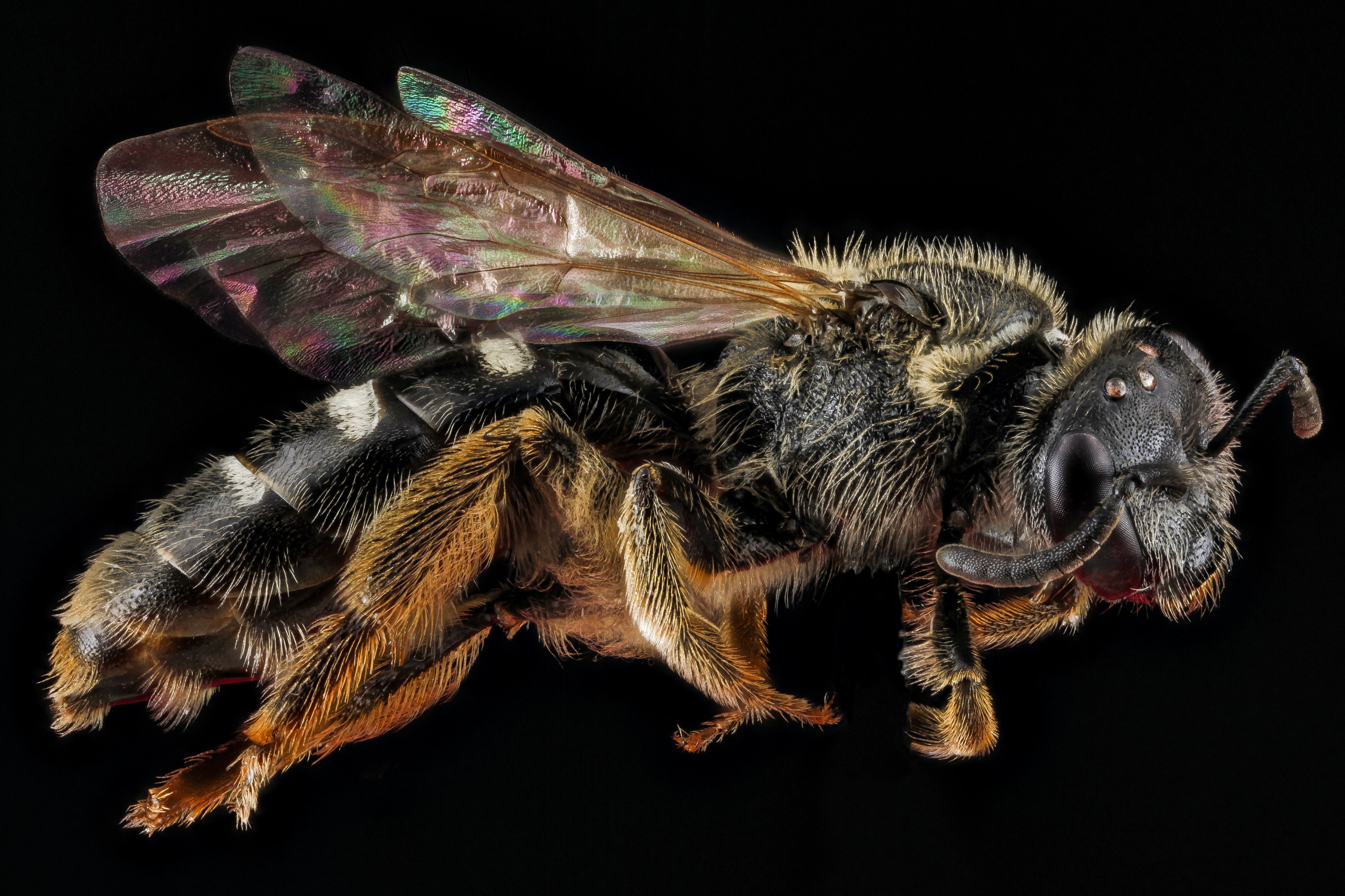 Lasioglossum truncatum female