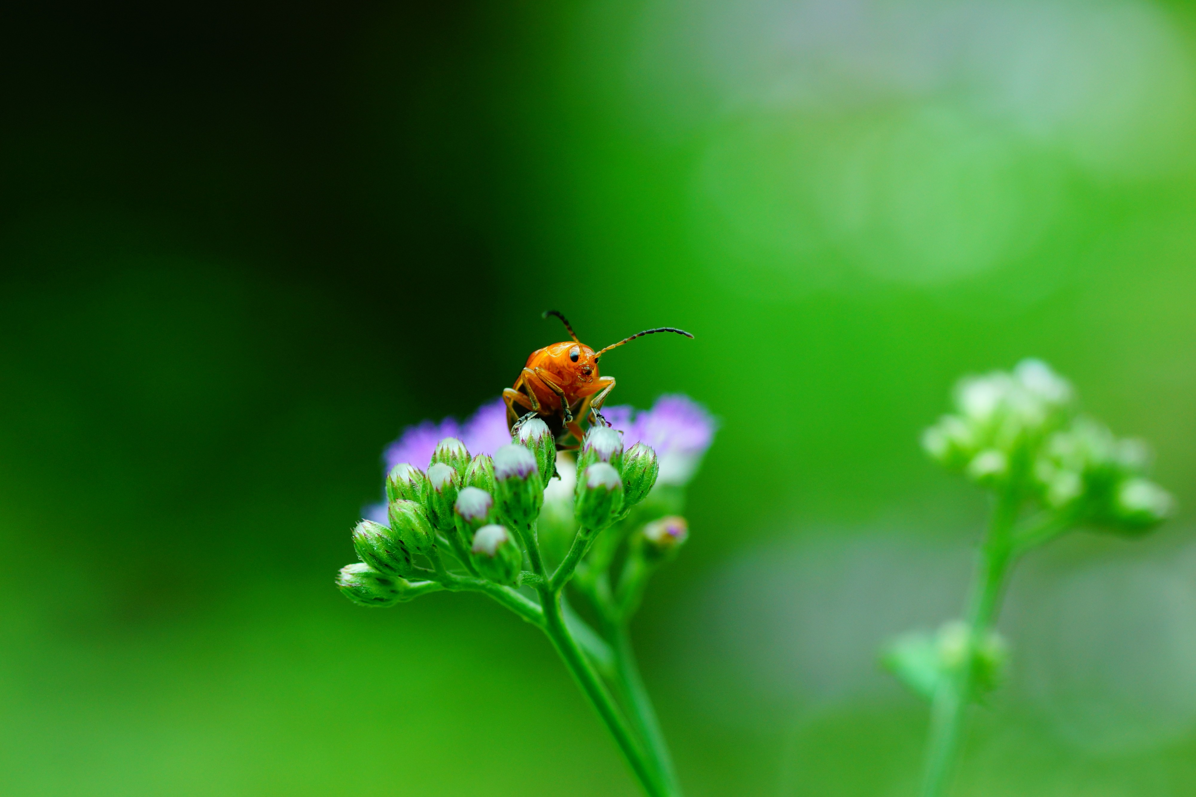 Leaf beetle 08838