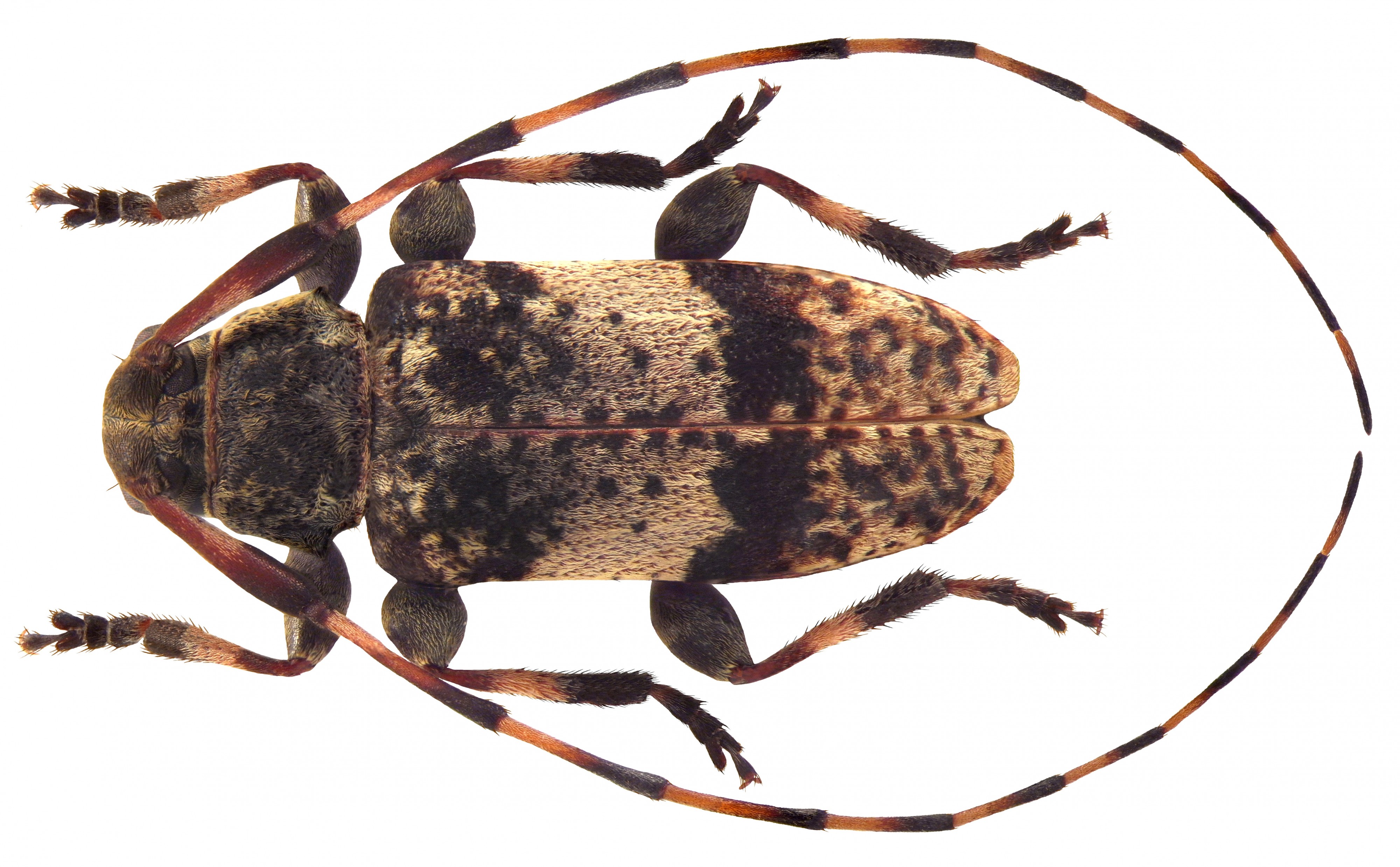 Leiopus nebulosus (Linné, 1758) male (4606508767)