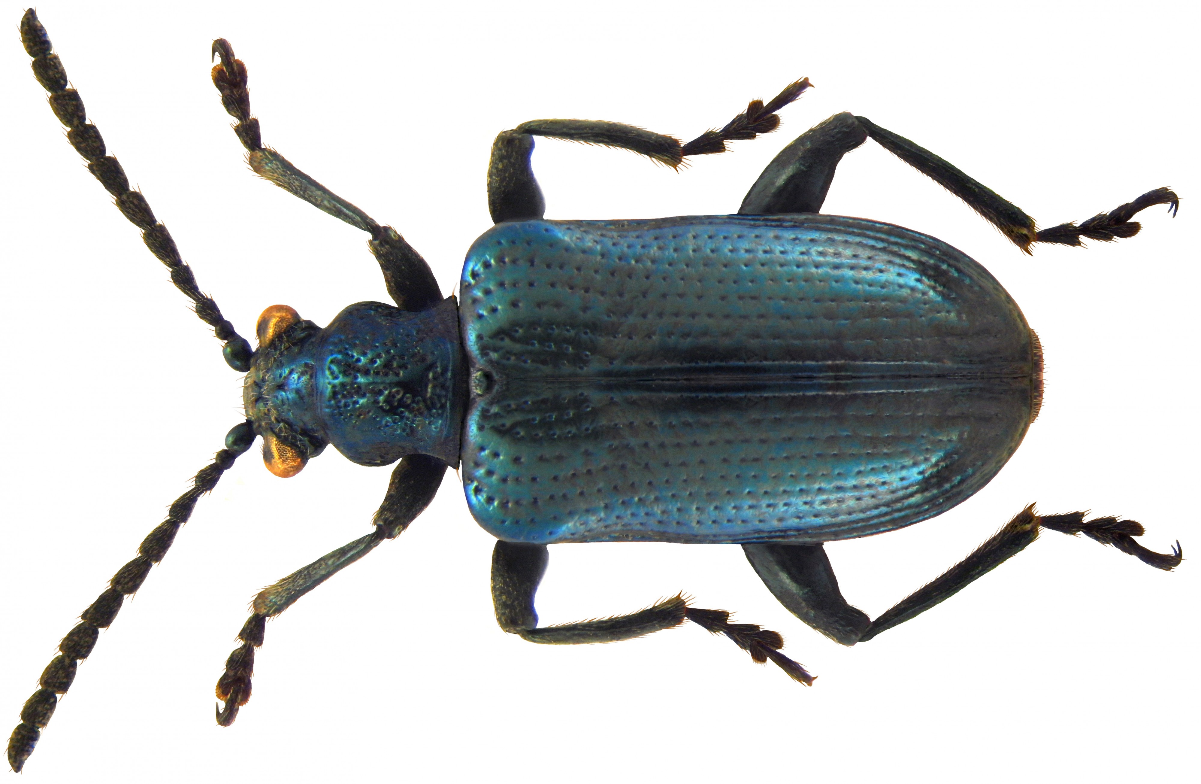 Lema cyanella (Linné, 1758)