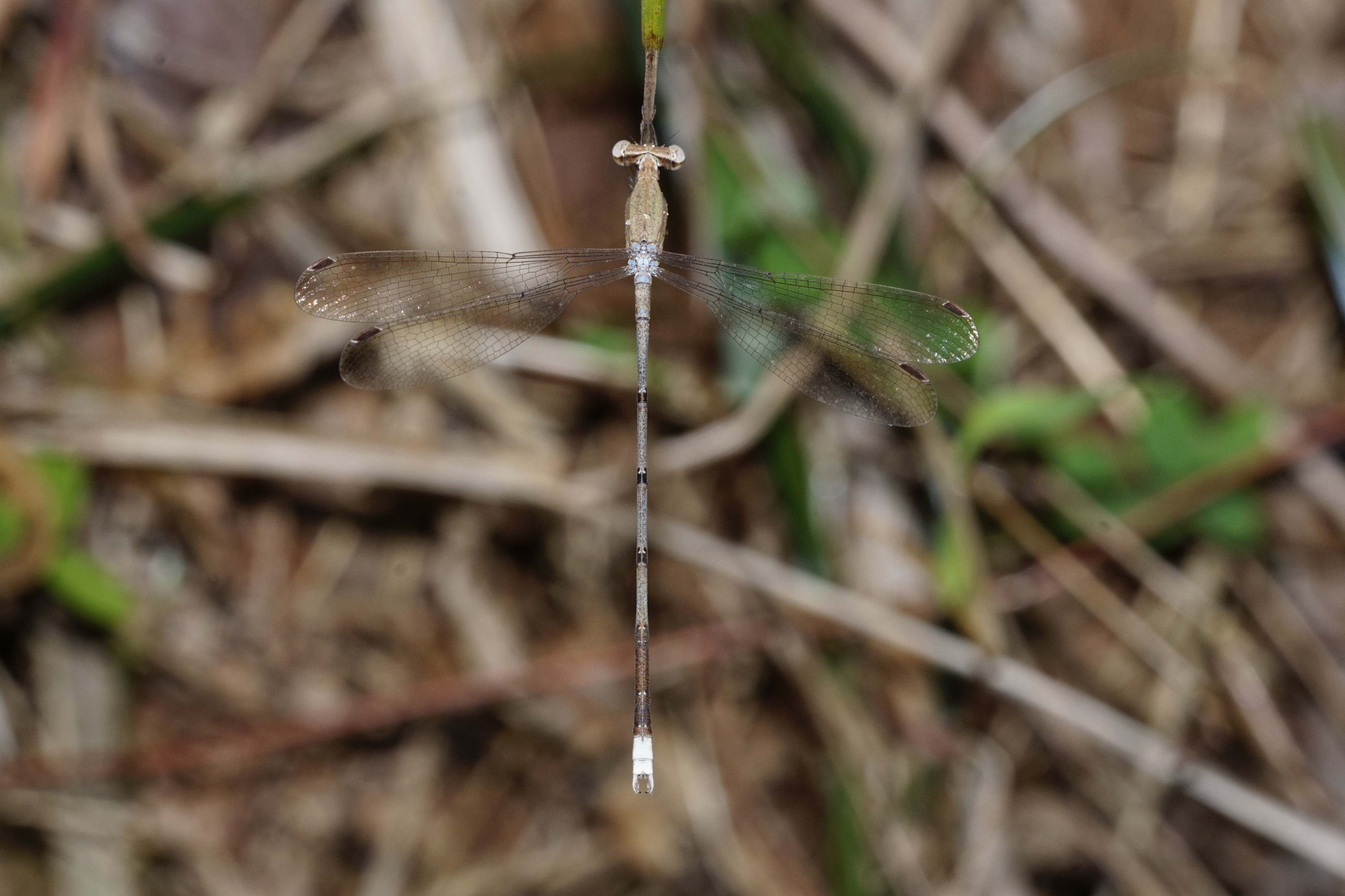 Lestes 1404