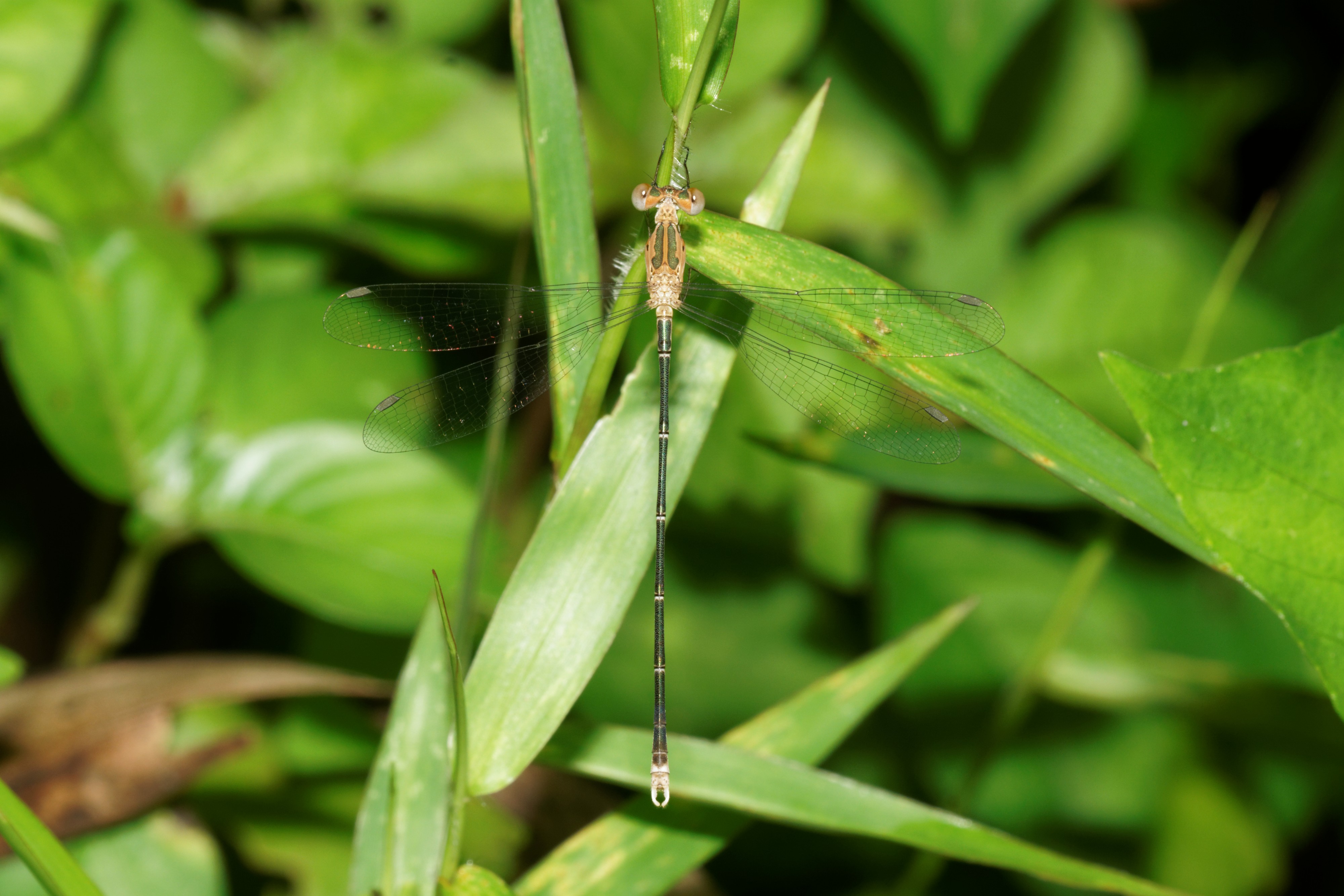 Lestes elatus-Kadavoor-2016-07-09-001