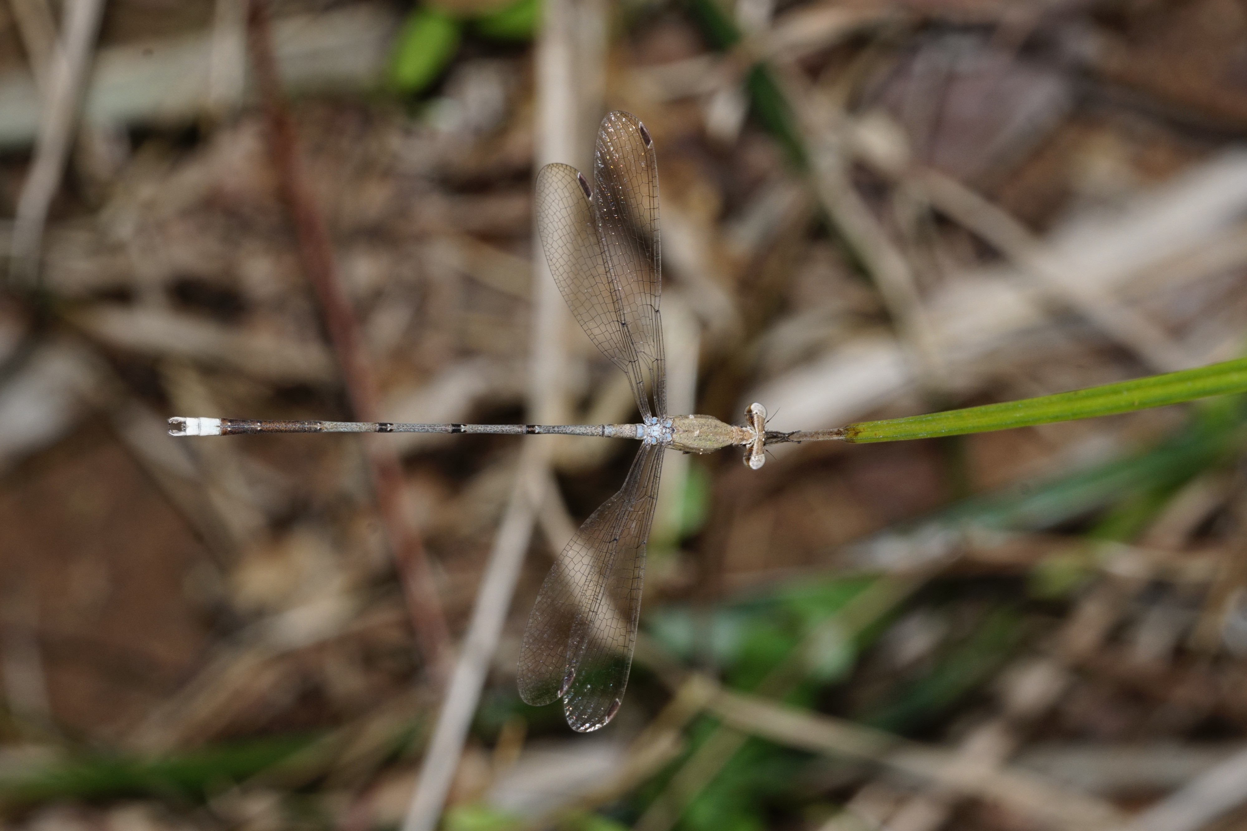 Lestes elatus 1399