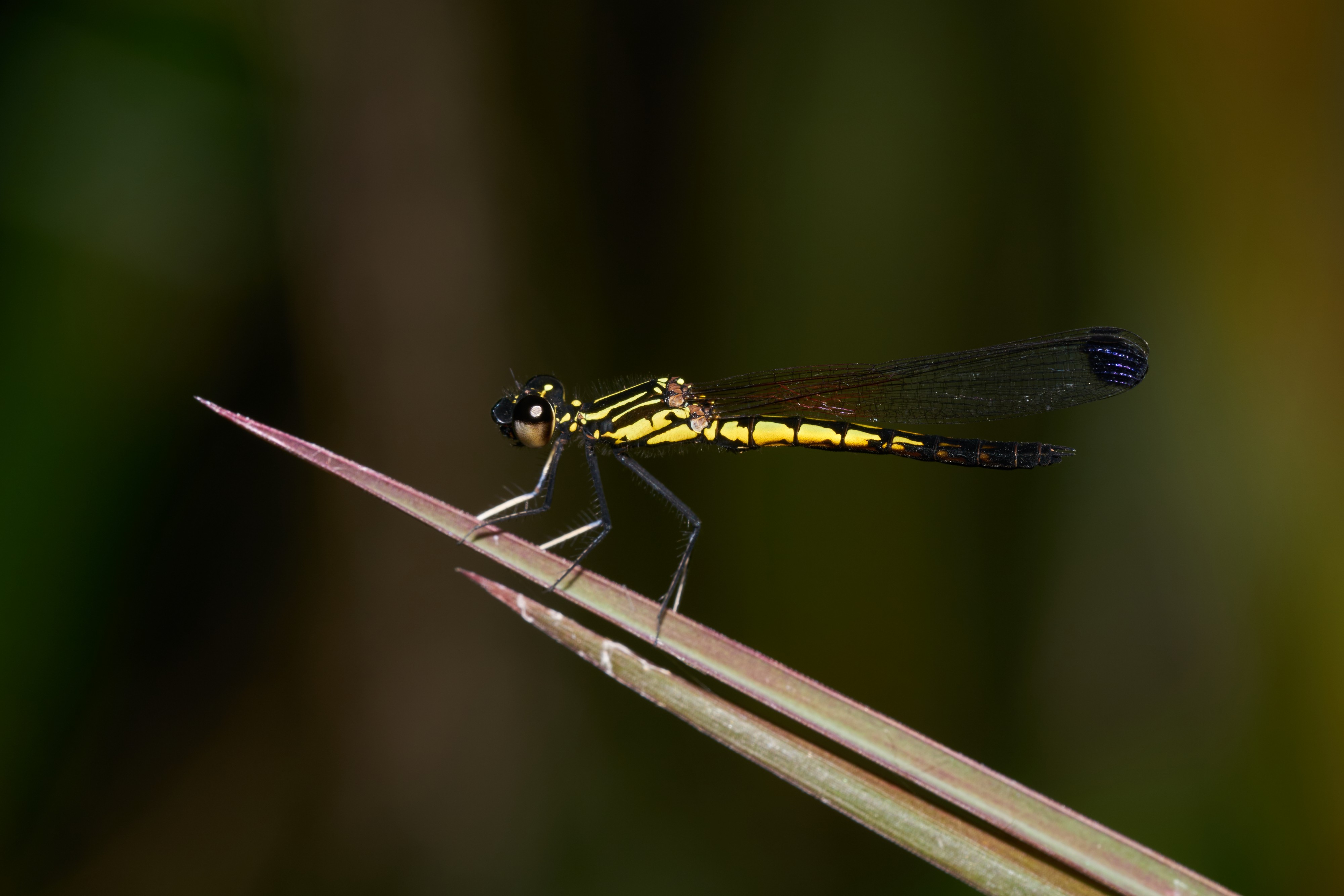 Libellago lineata male-Kadavoor-2016-09-12-002