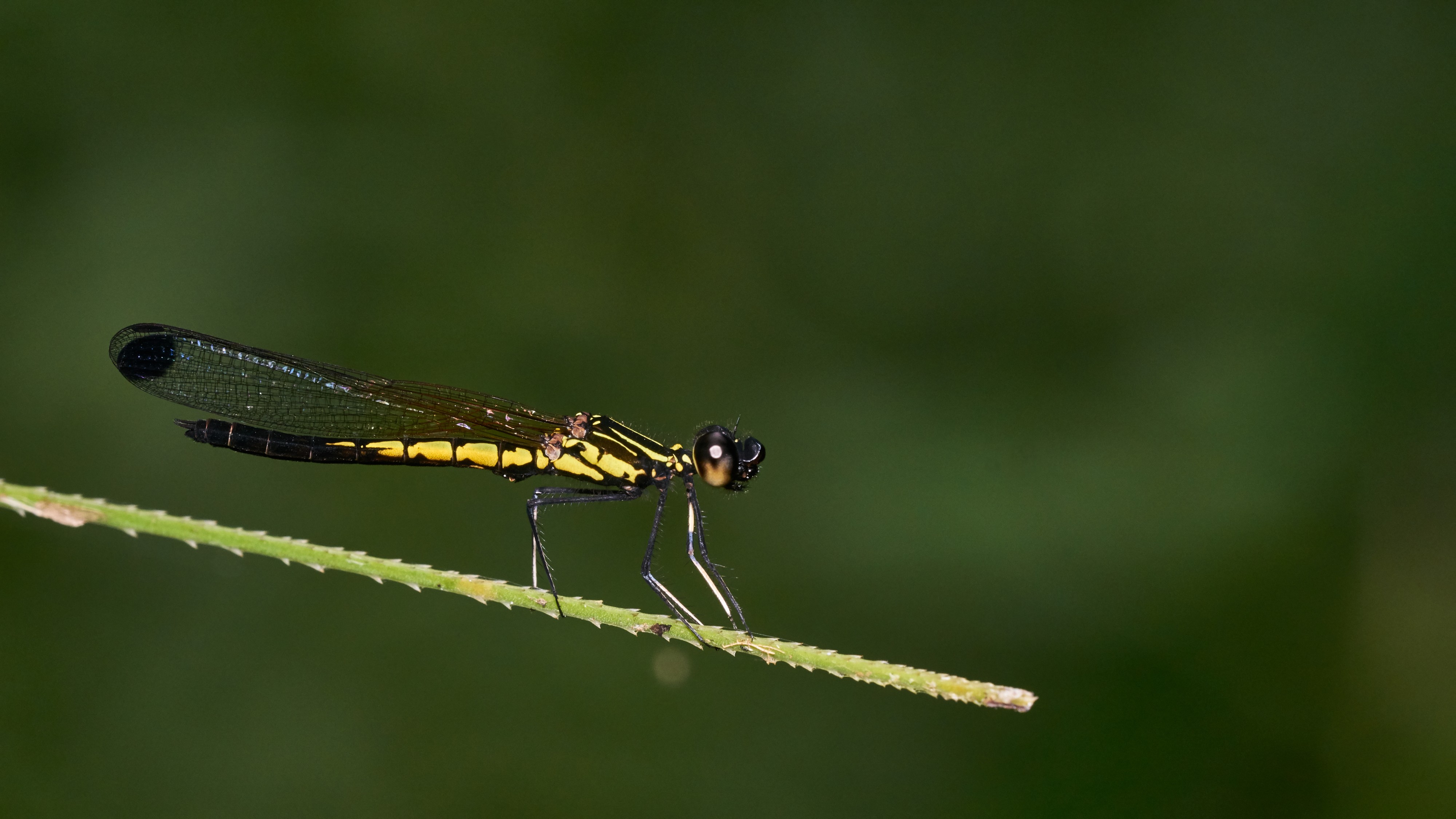 Libellago lineata male-Kadavoor-2016-06-15-001