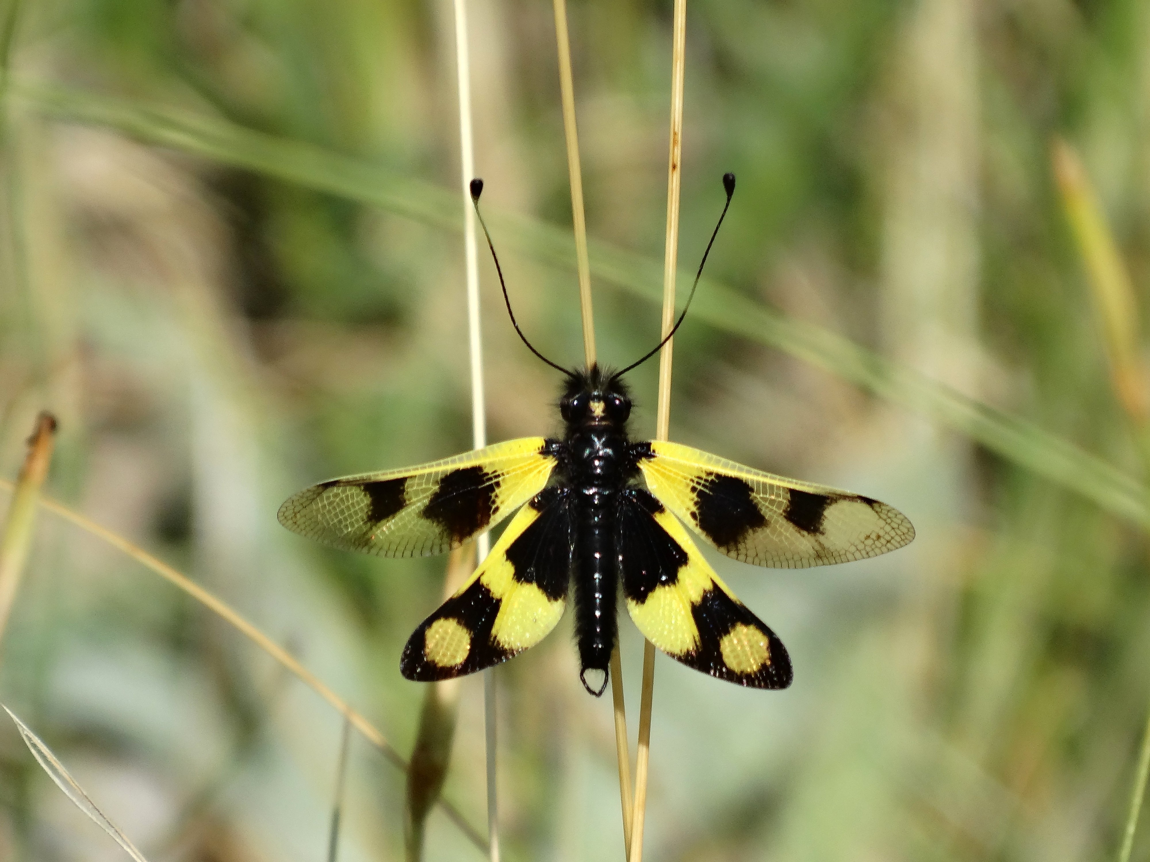 Libelloides macaronius, Neuroptera, Ascalaphidae