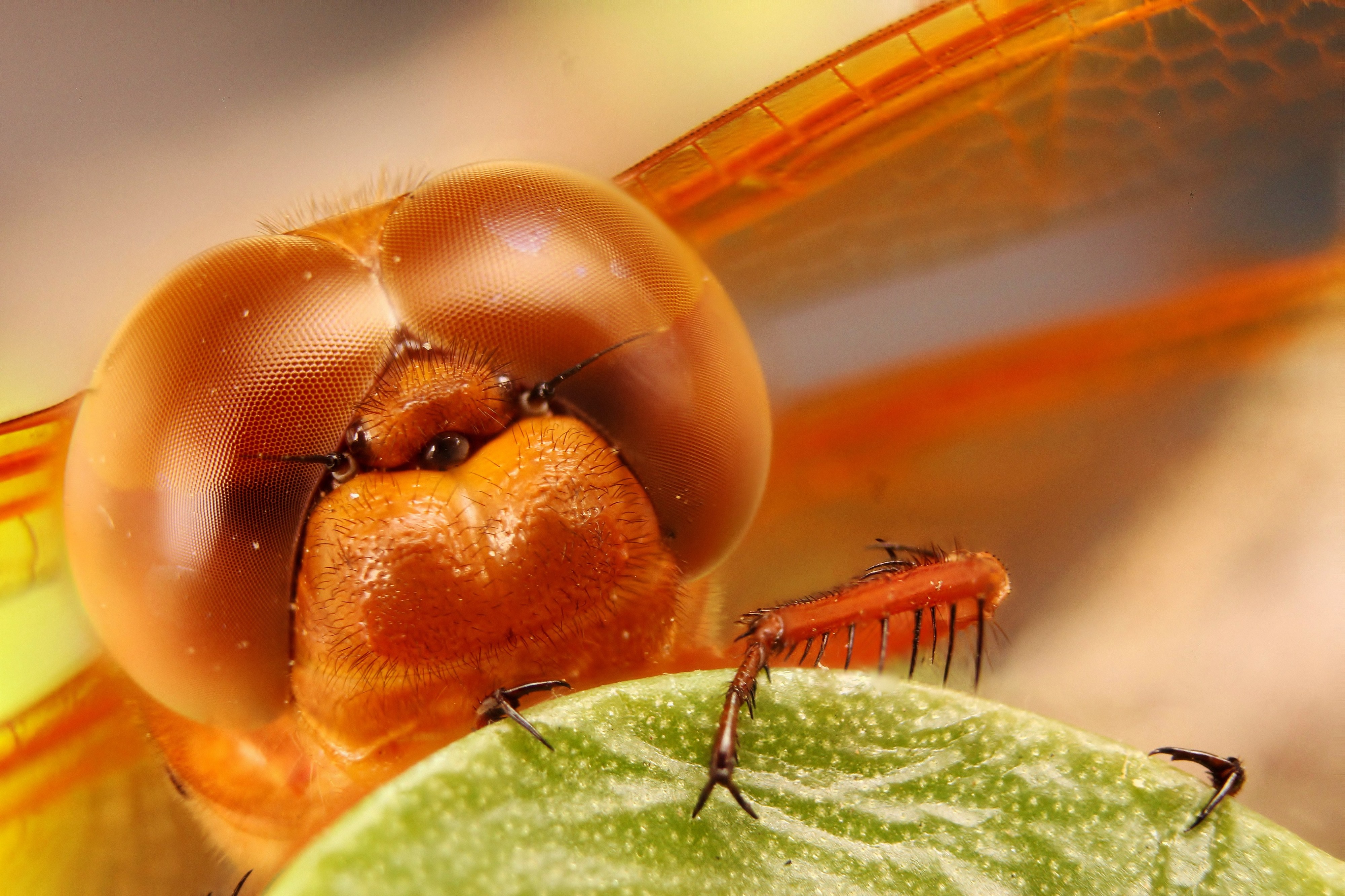 LibellulaCroceipennis 6561PMax