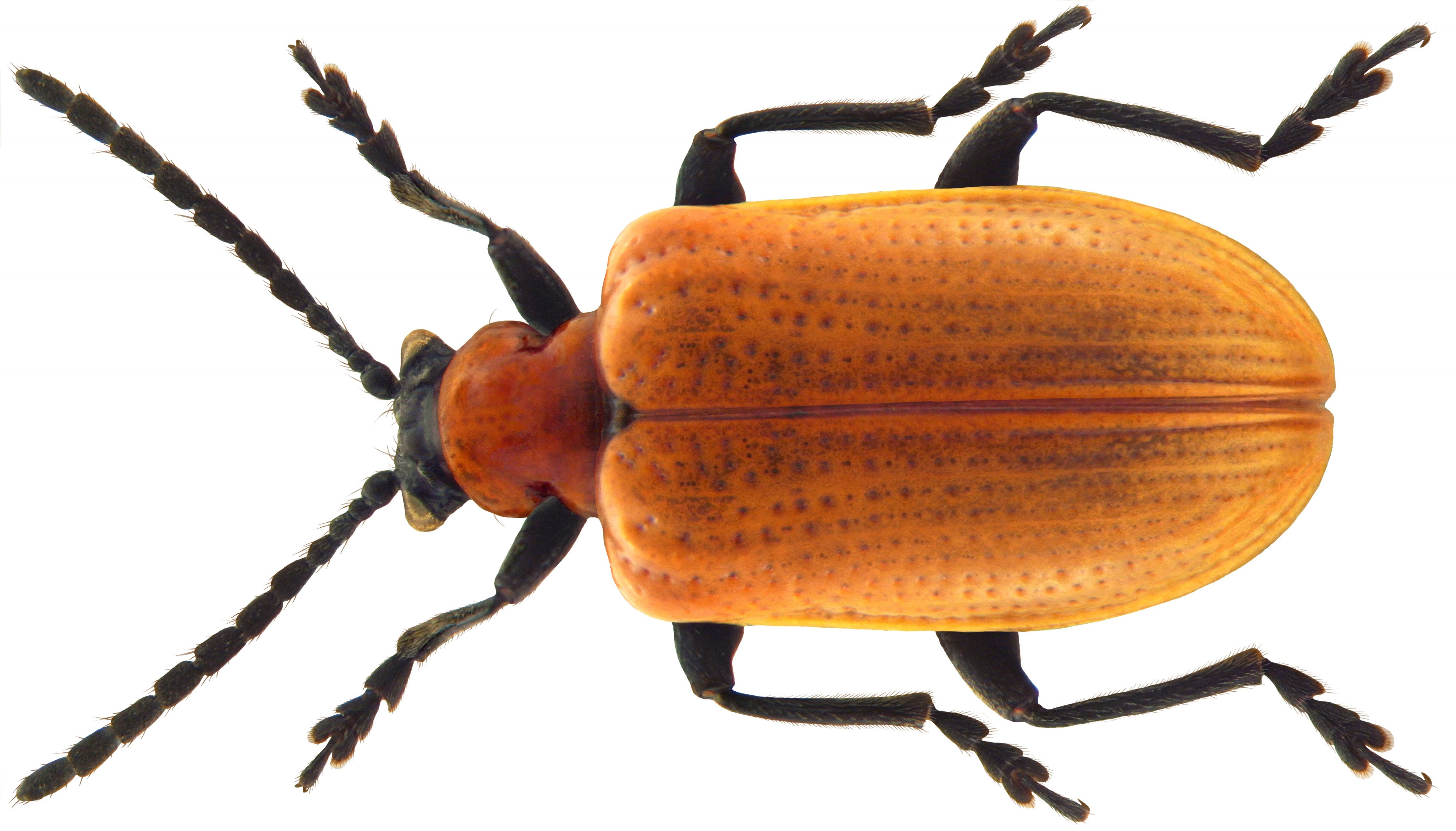 Lilioceris lilii (Scopoli, 1763)