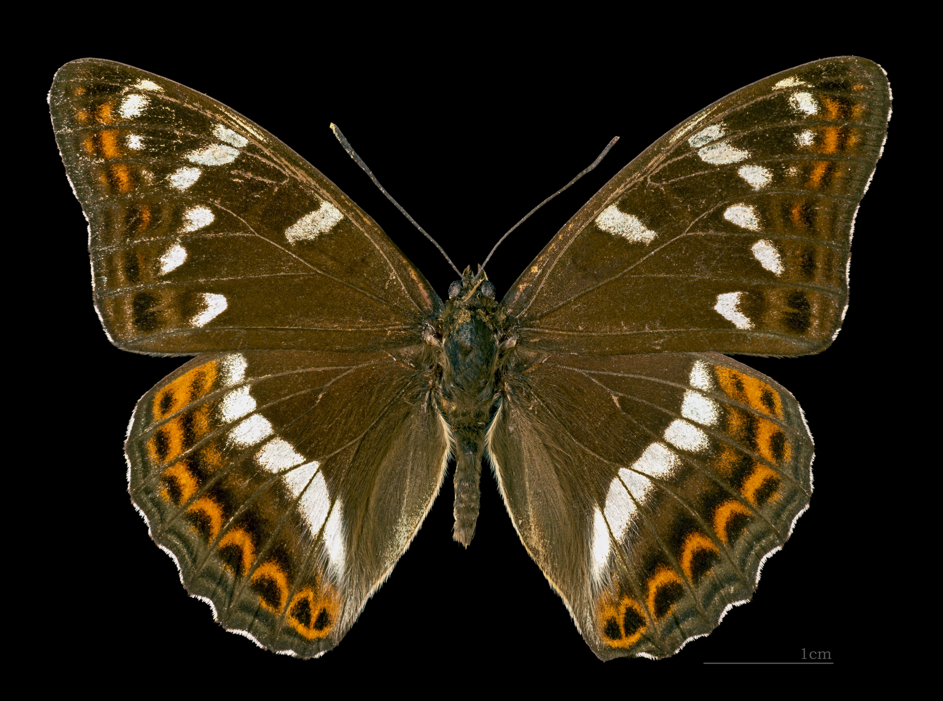 Limenitis populi MHNT CUT 2013 316 Condat (Cantal) Dos