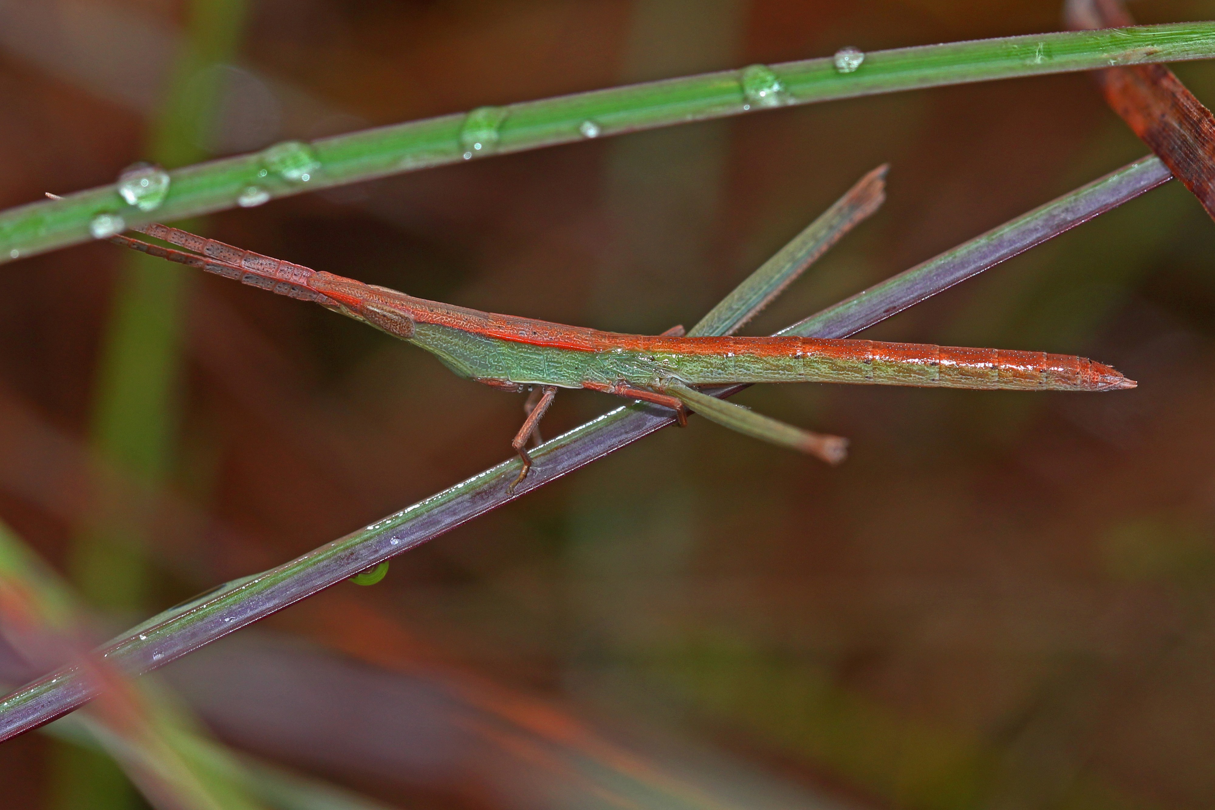 Longheaded Toothpick Grasshopper - Achurum carinatum, Long Pine Key, Everglades National Park, Homestead, Florida