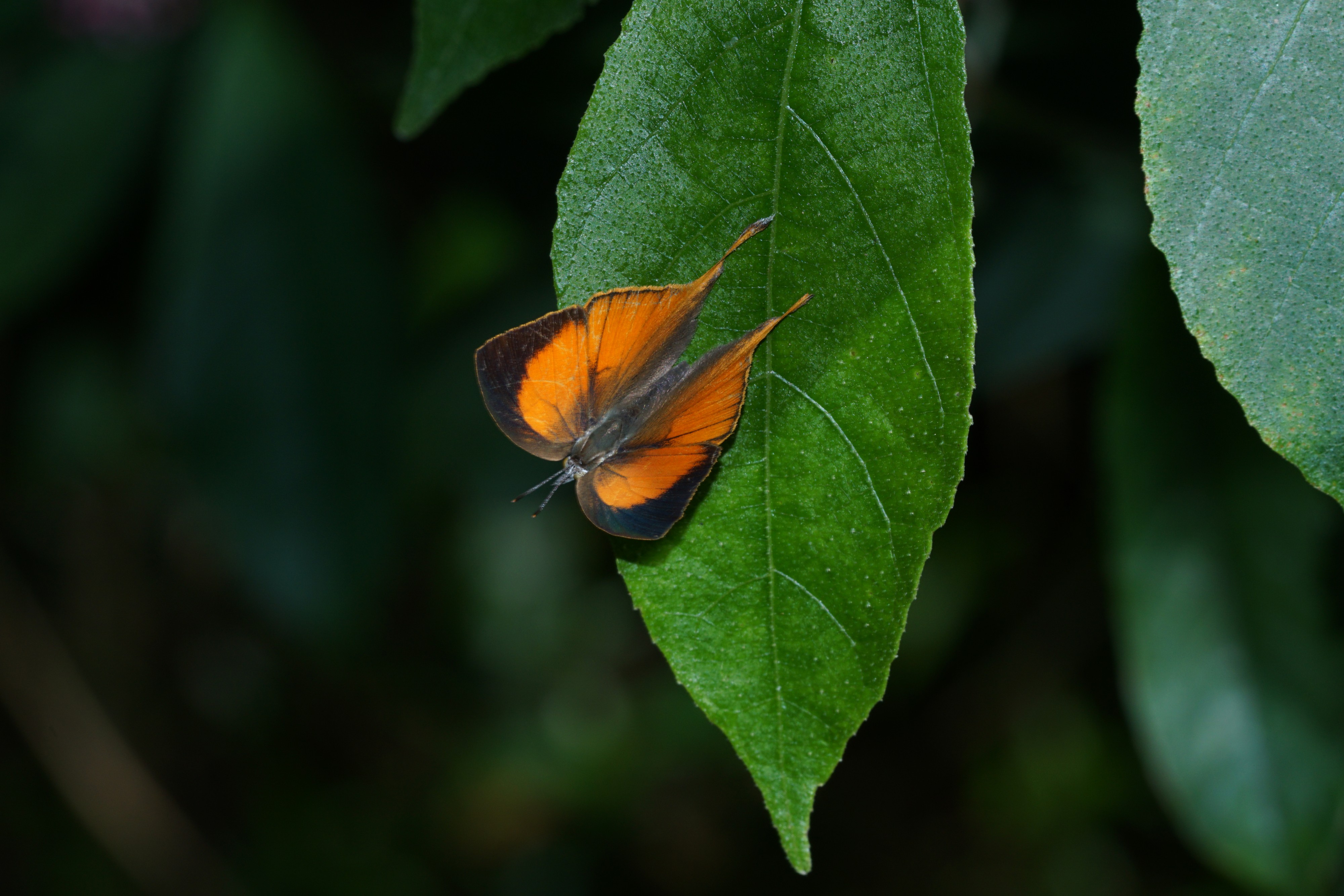 Loxura atymnus 04737