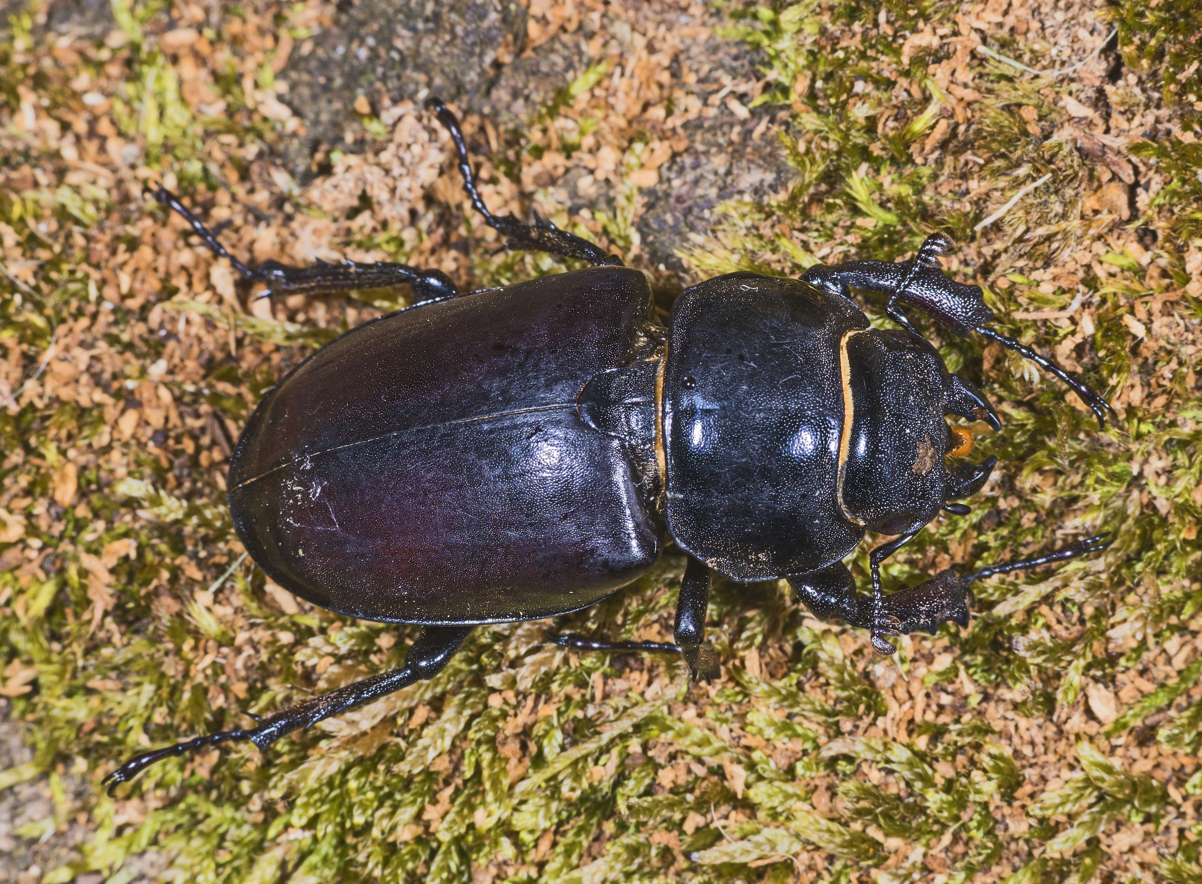 Lucanus cervus Femelle MHNT