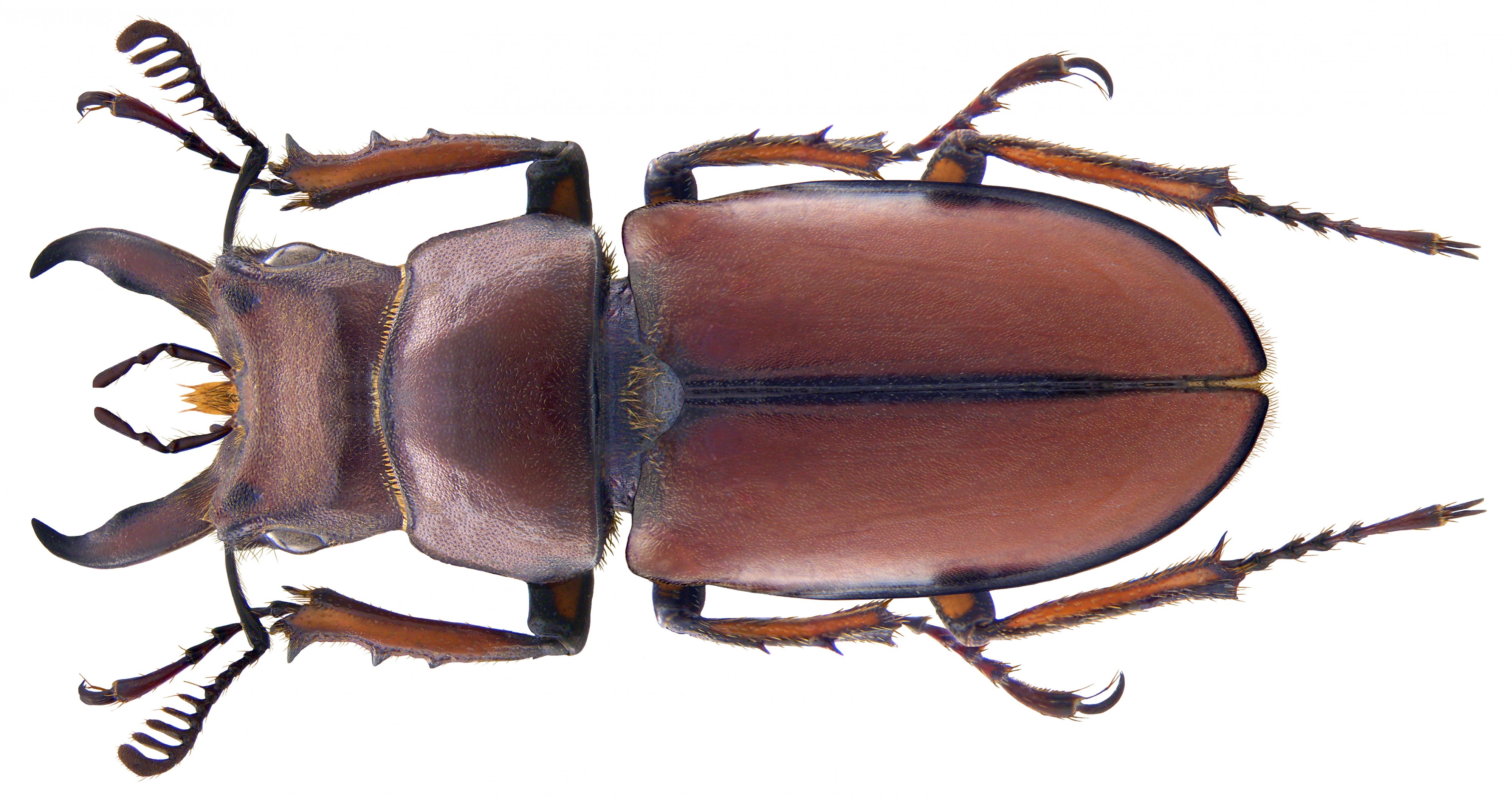 Lucanus koyamai Akiyama & Hirasawa, 1990 male (3996242836) (2)
