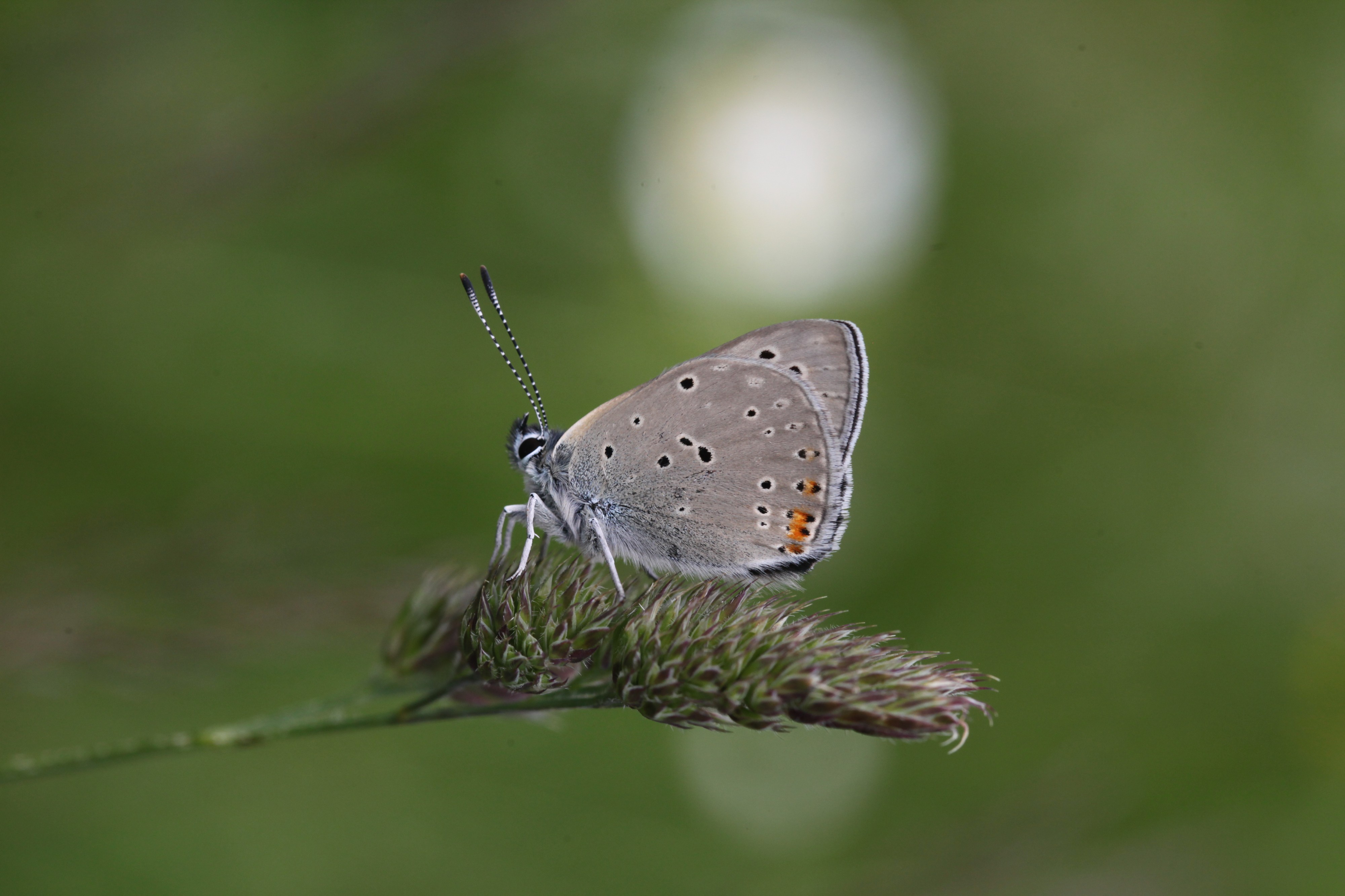 Lycaena hippothoe, Creux du Van - img 43485