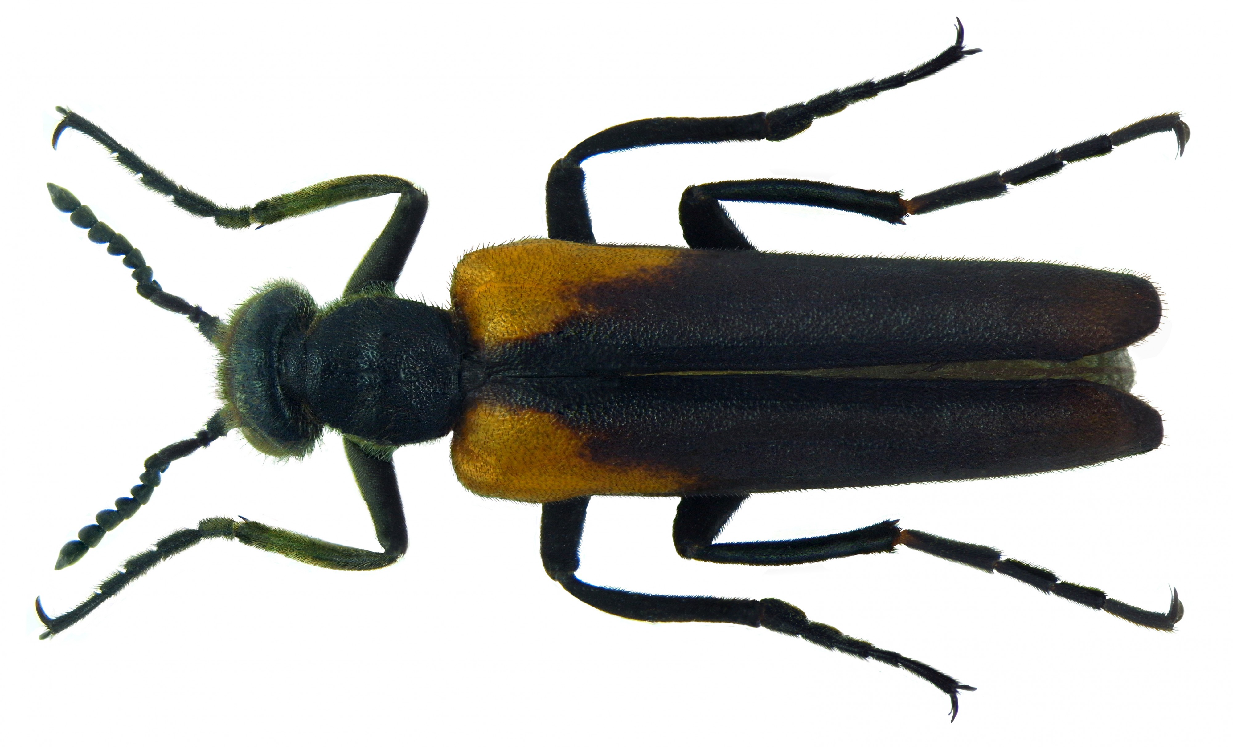 Lydus humeralis (Gyllenhal, 1817)