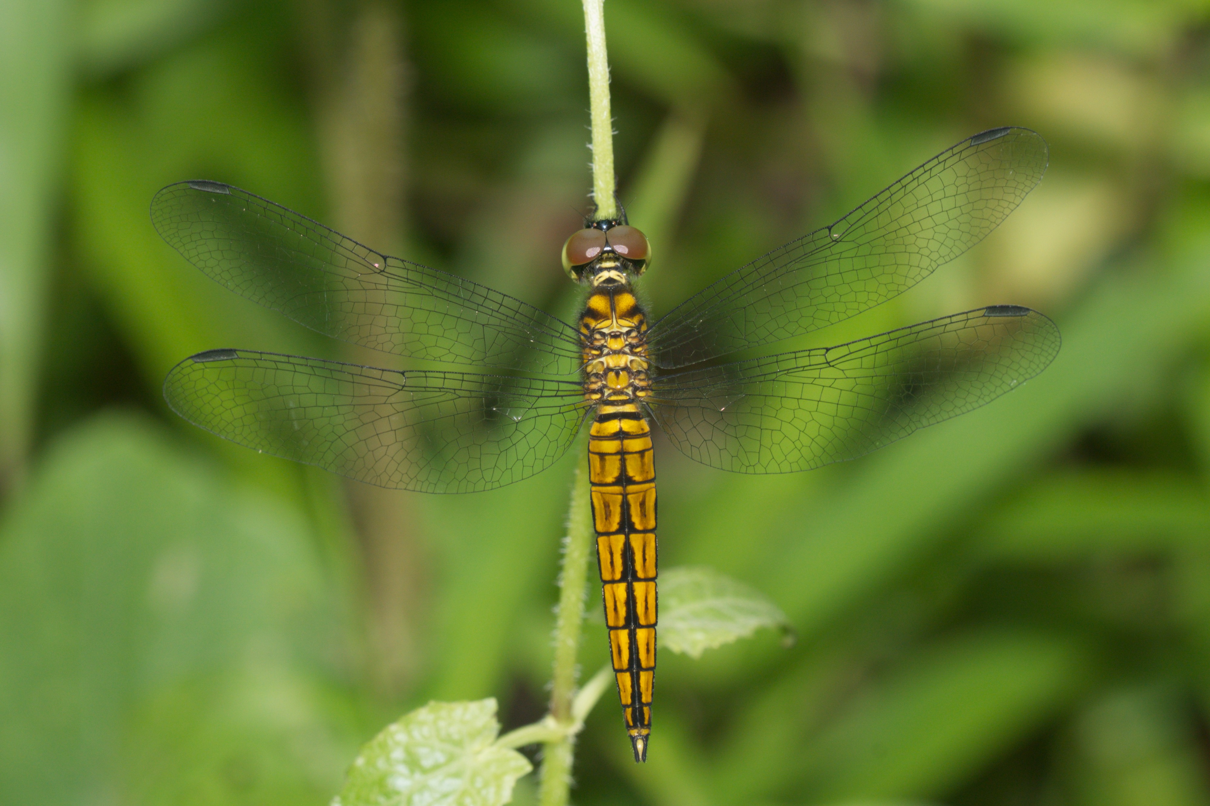 Lyriothemis acigastra-Kadavoor-2016-06-19-003