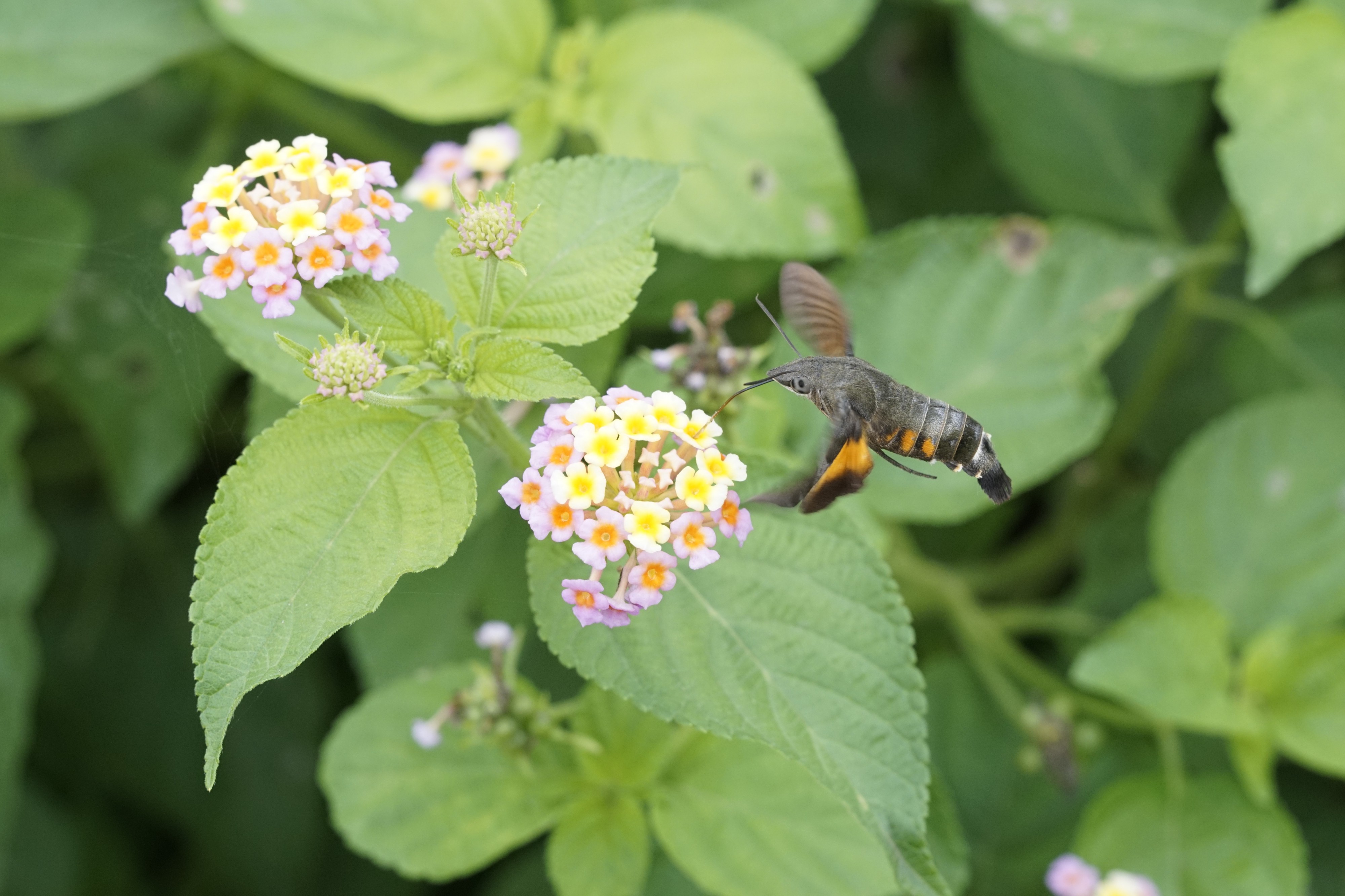 Macroglossum 5619