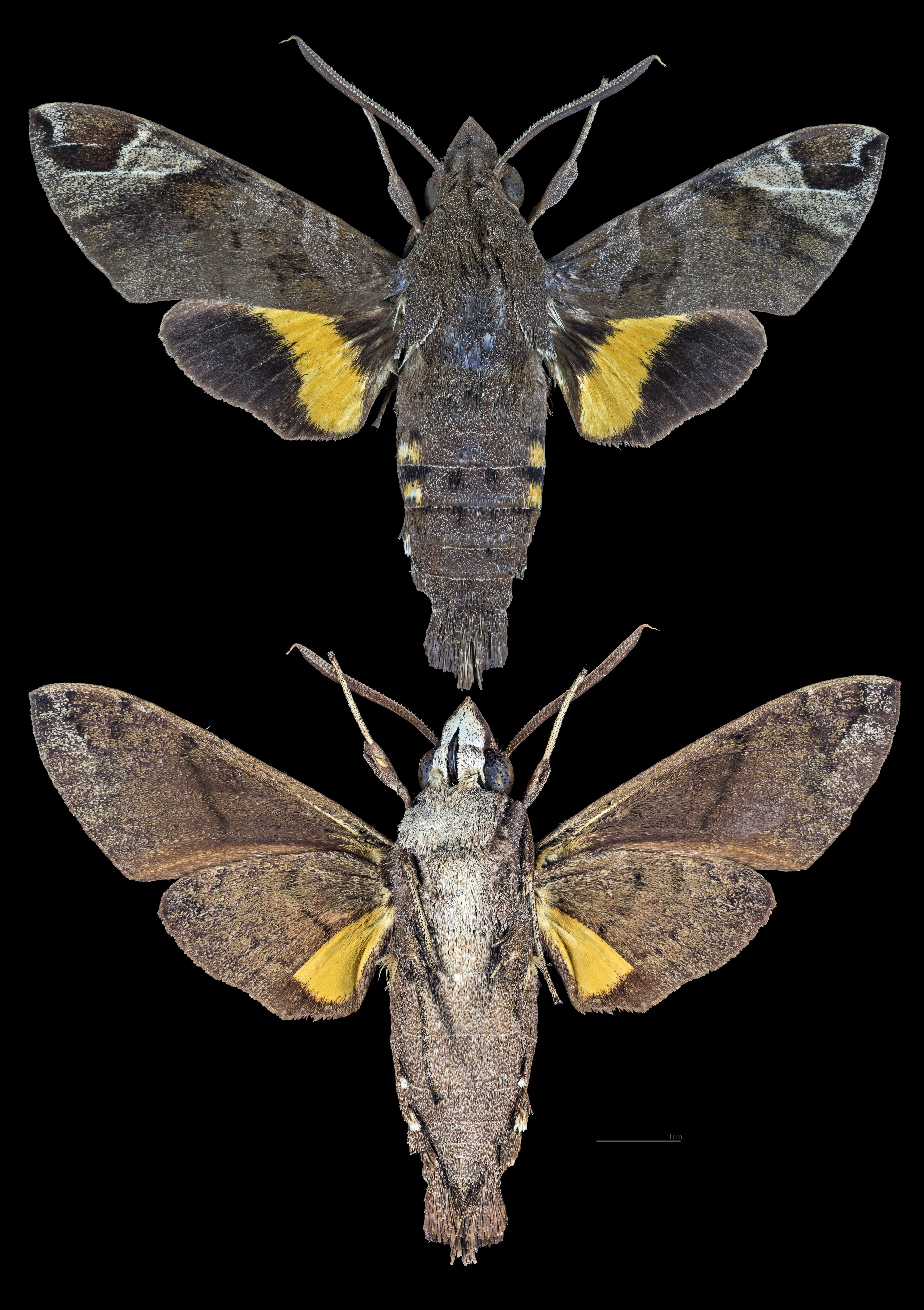 Macroglossum nubilum MHNT CUT 2010 0 Kuranda Queensland Australia male