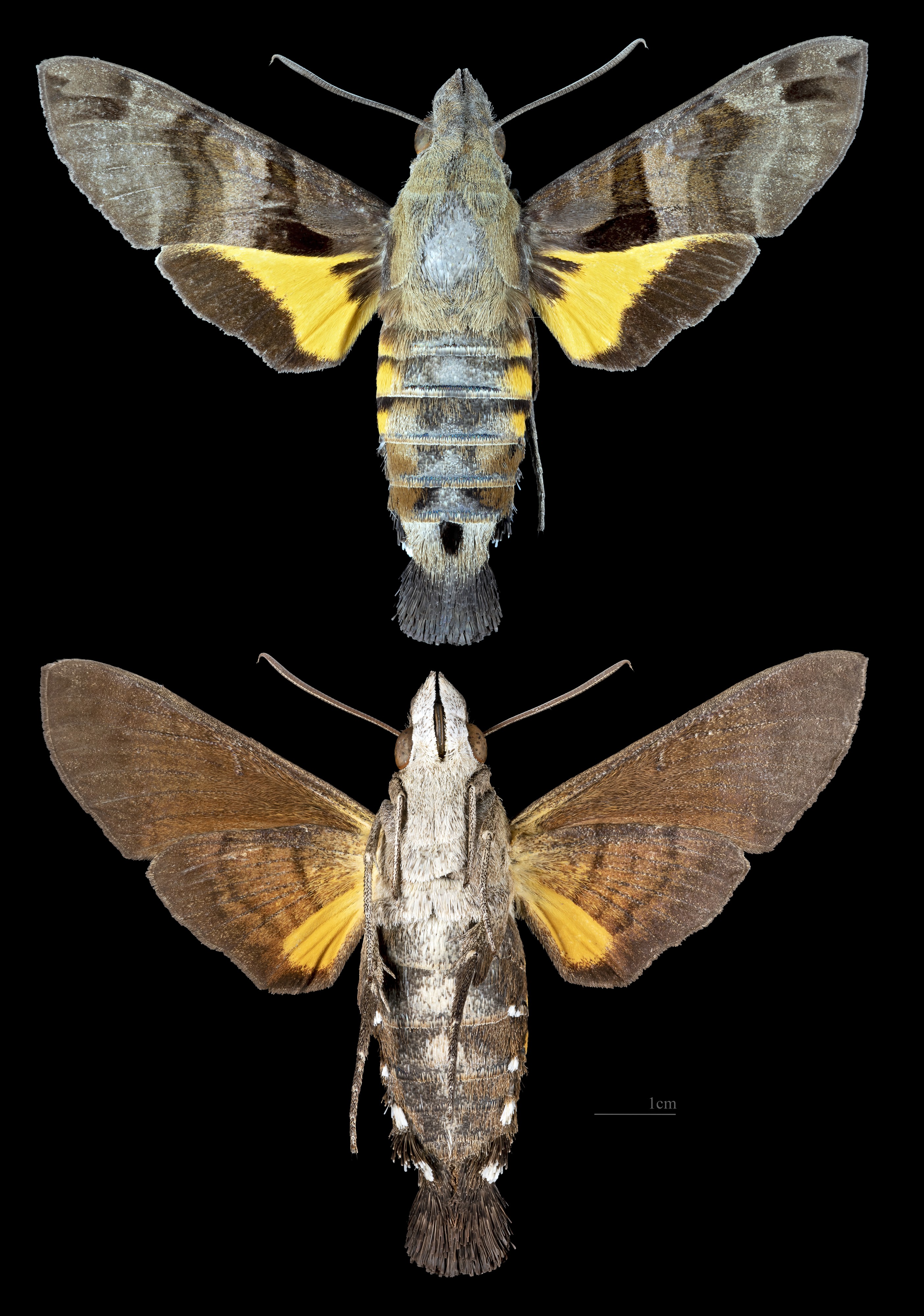 Macroglossum sitiene MHNT CUT 2010 0 234 Thailand male
