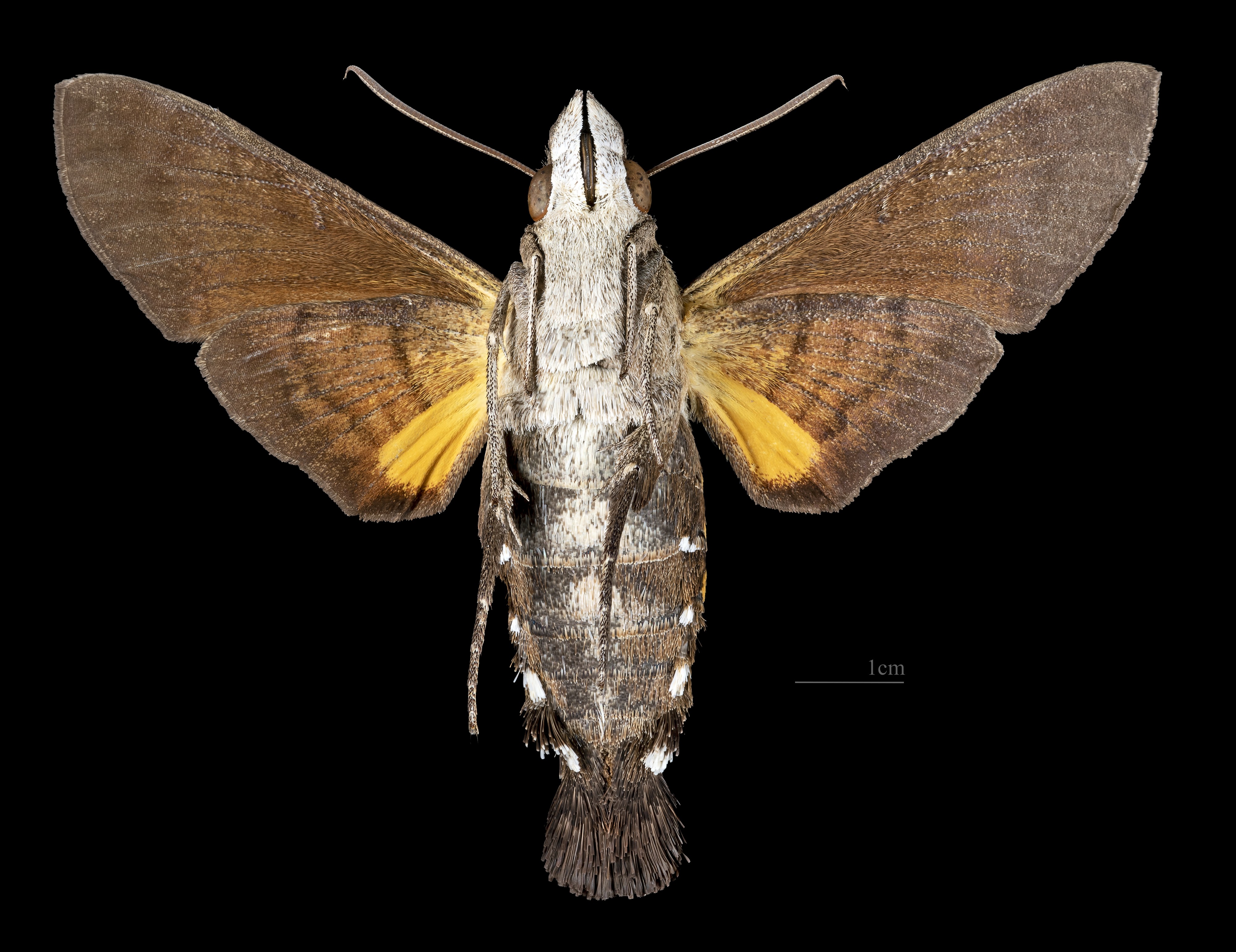 Macroglossum sitiene MHNT CUT 2010 0 234 Thailand male ventral