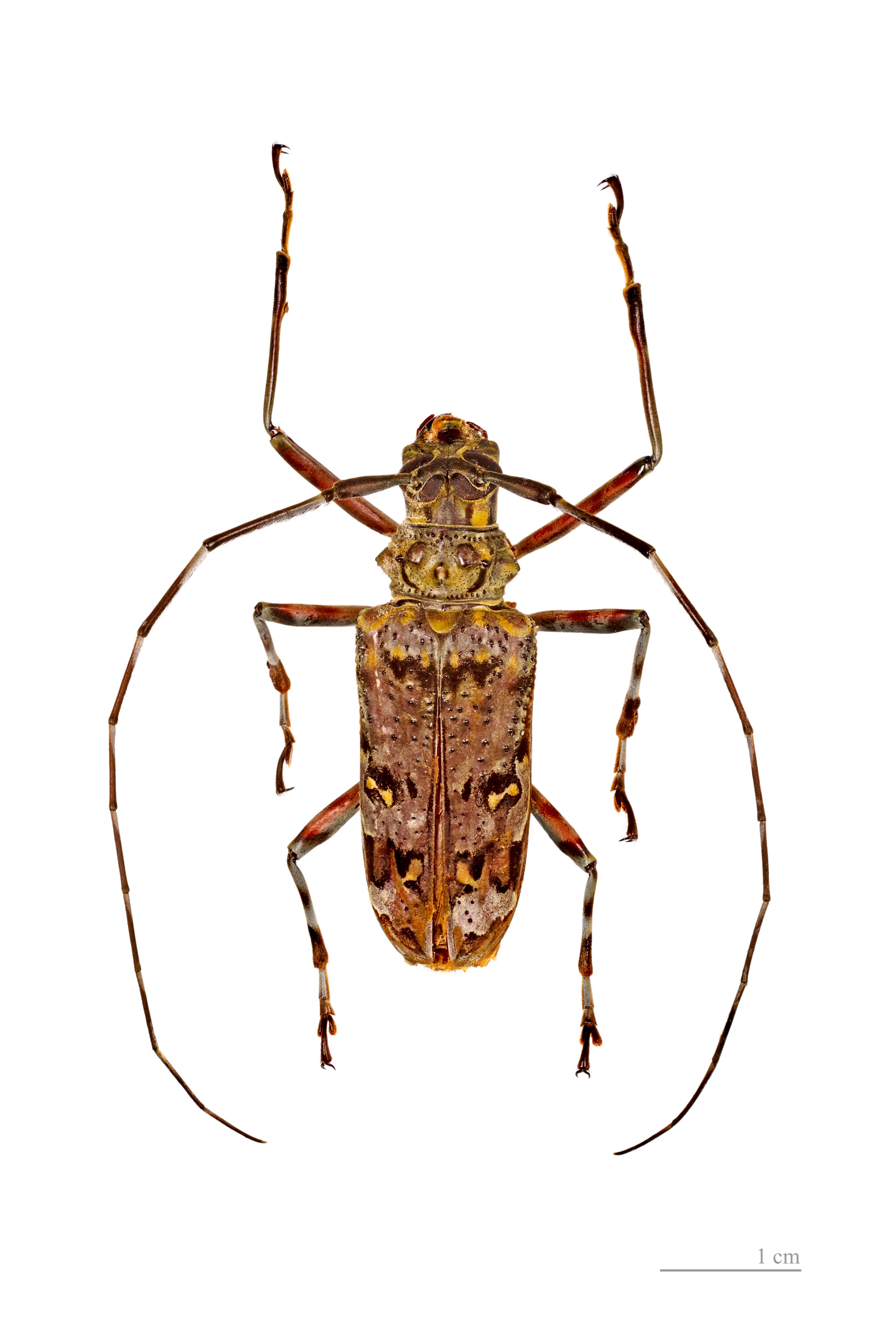 Macropophora trochlearis MHNT