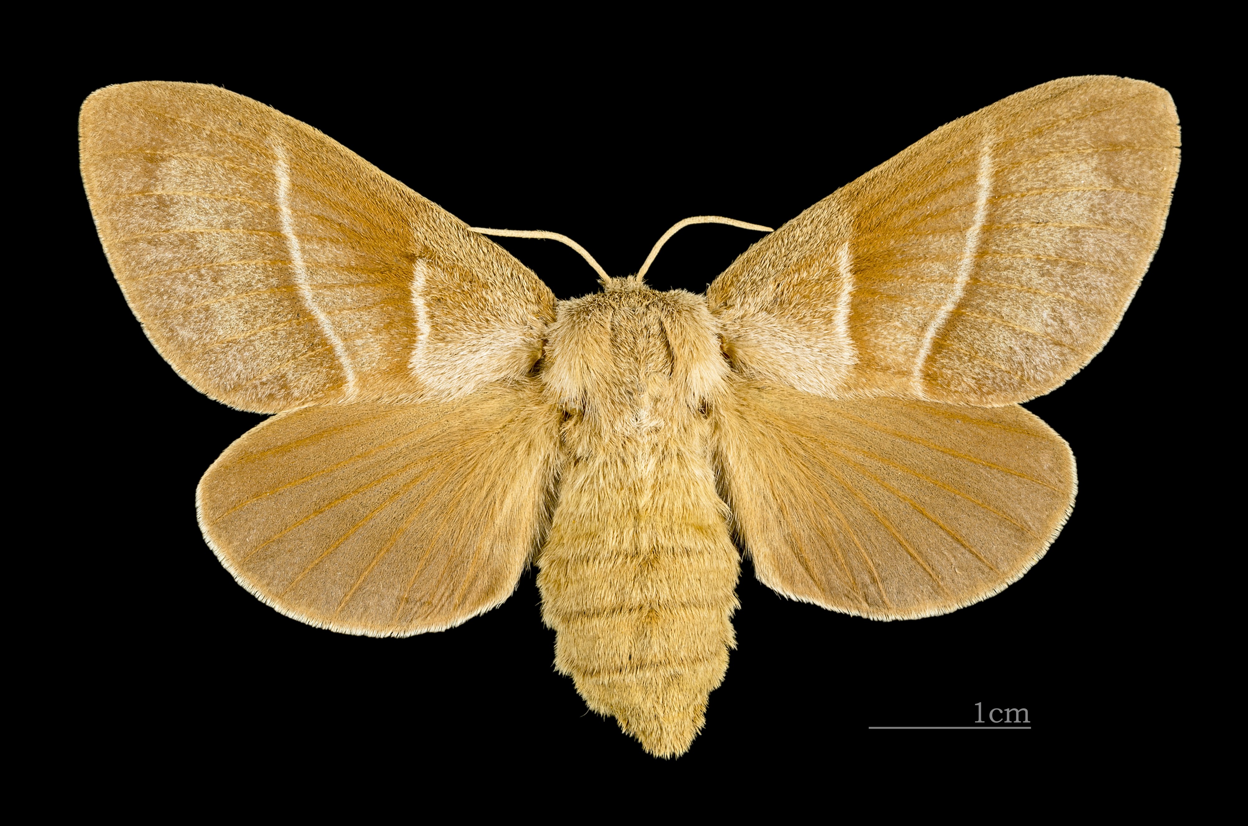 Macrothylacia rubi MHNT CUT 2011 0 446 female Mussidan dos
