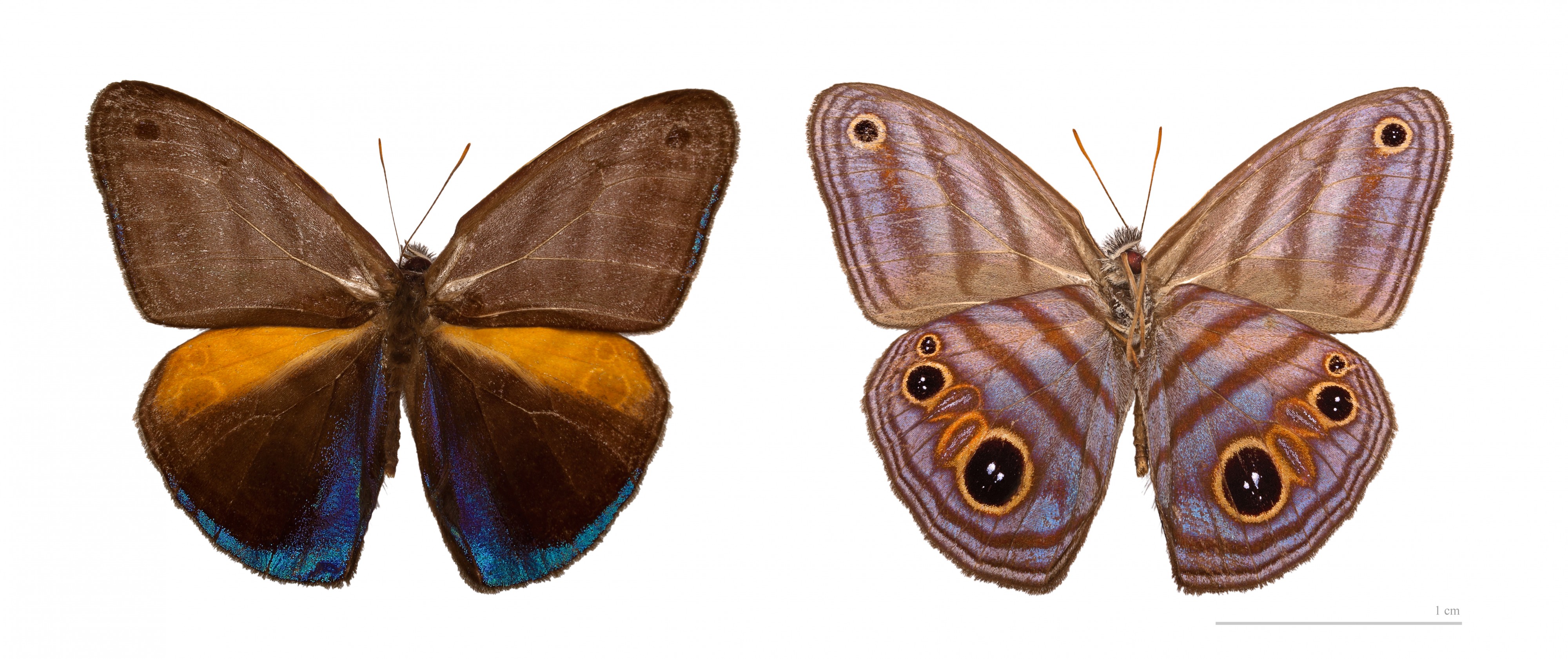 Magneuptychia tricolor MHNT