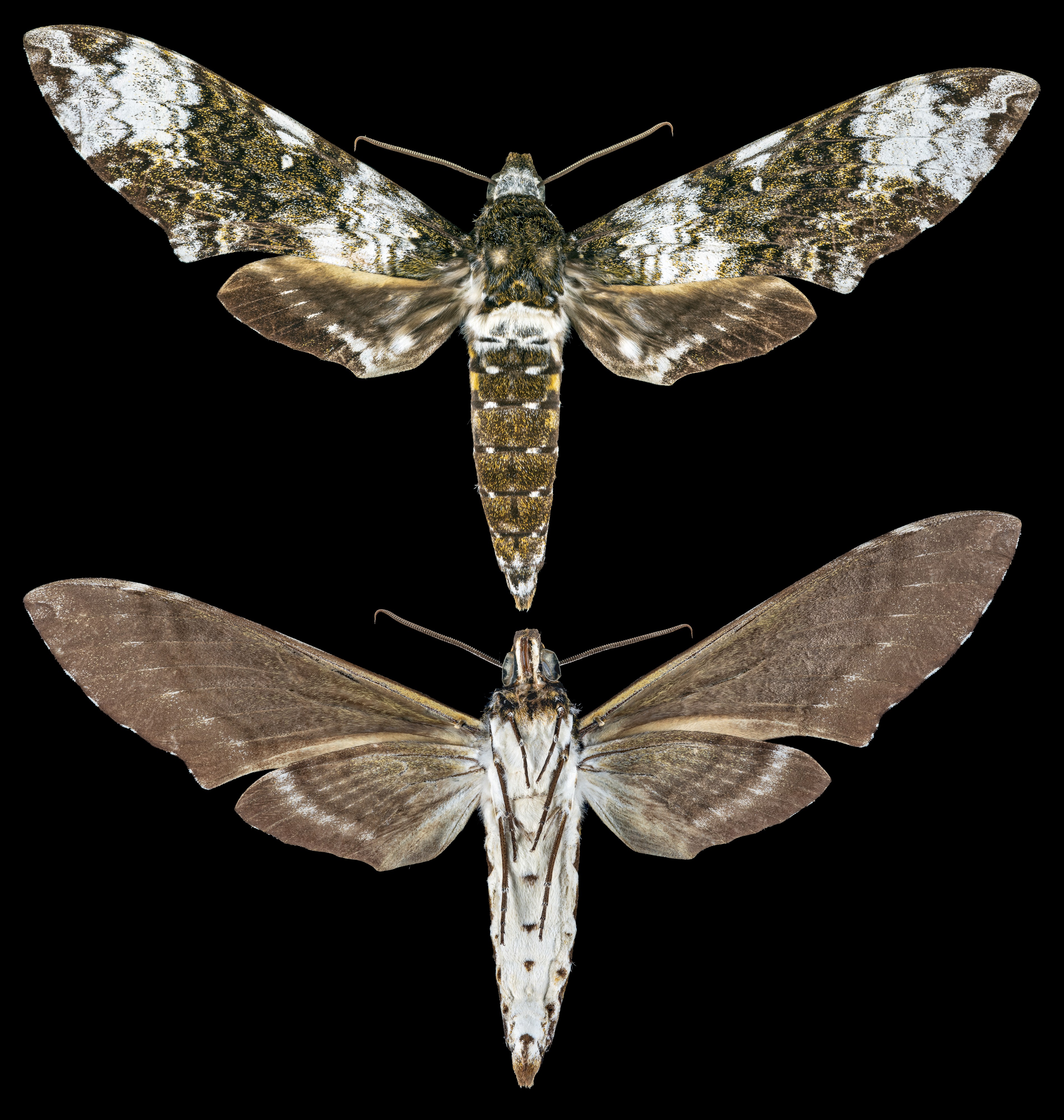 Manduca albiplaga MHNT CUT 2010 0 275 Amapá Bresil Male