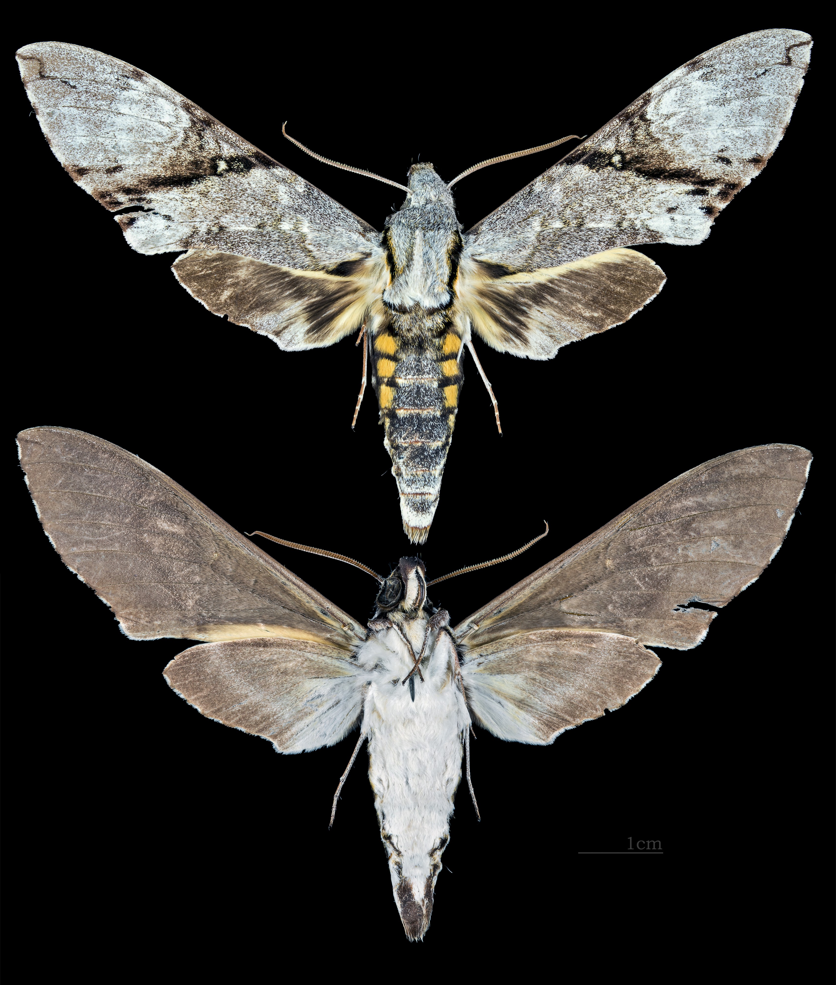 Manduca lefeburii MHNT CUT 2010 0 109 Ecuador Male