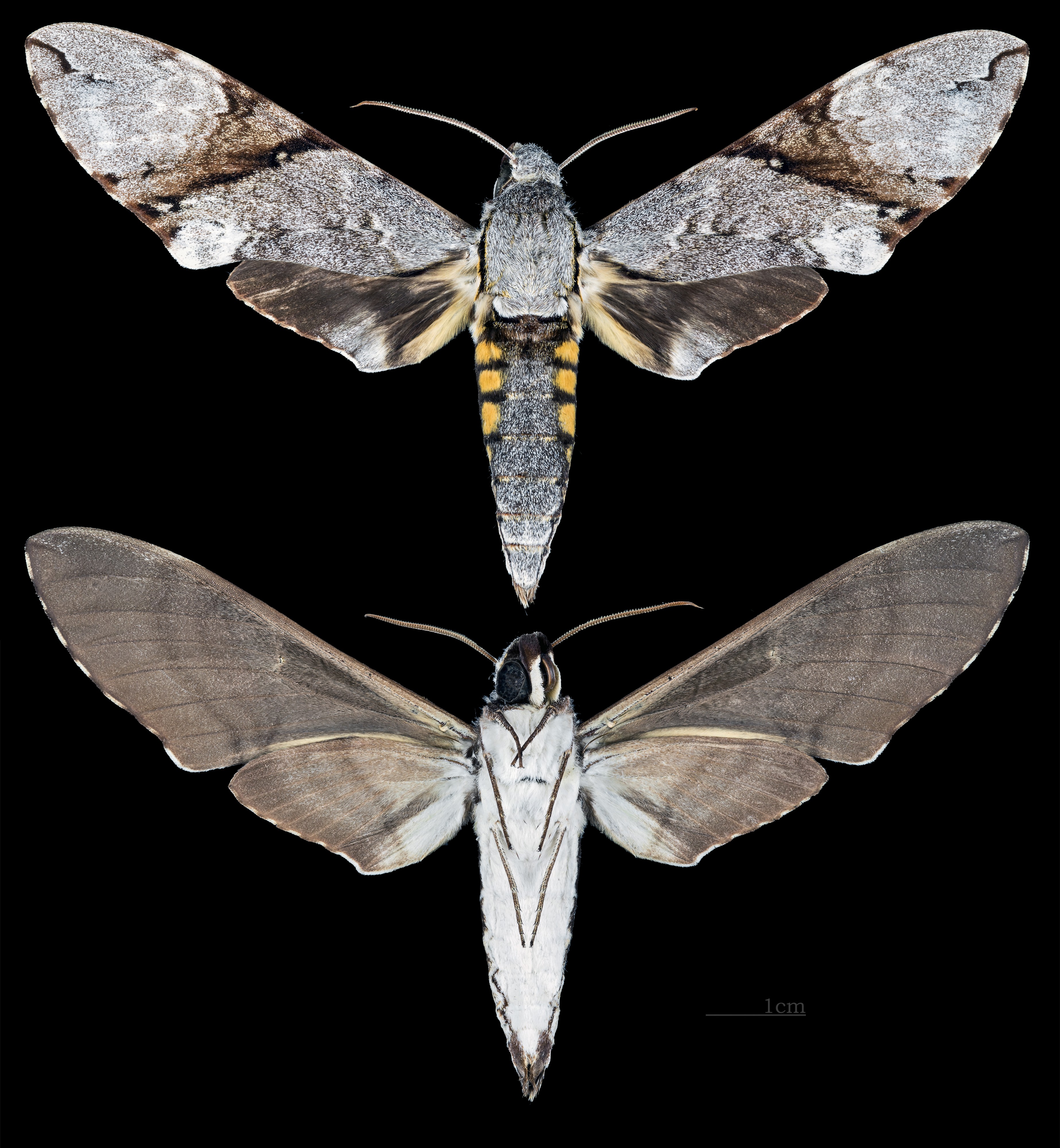 Manduca lefeburii MHNT CUT 2010 0 109 French Guyana female