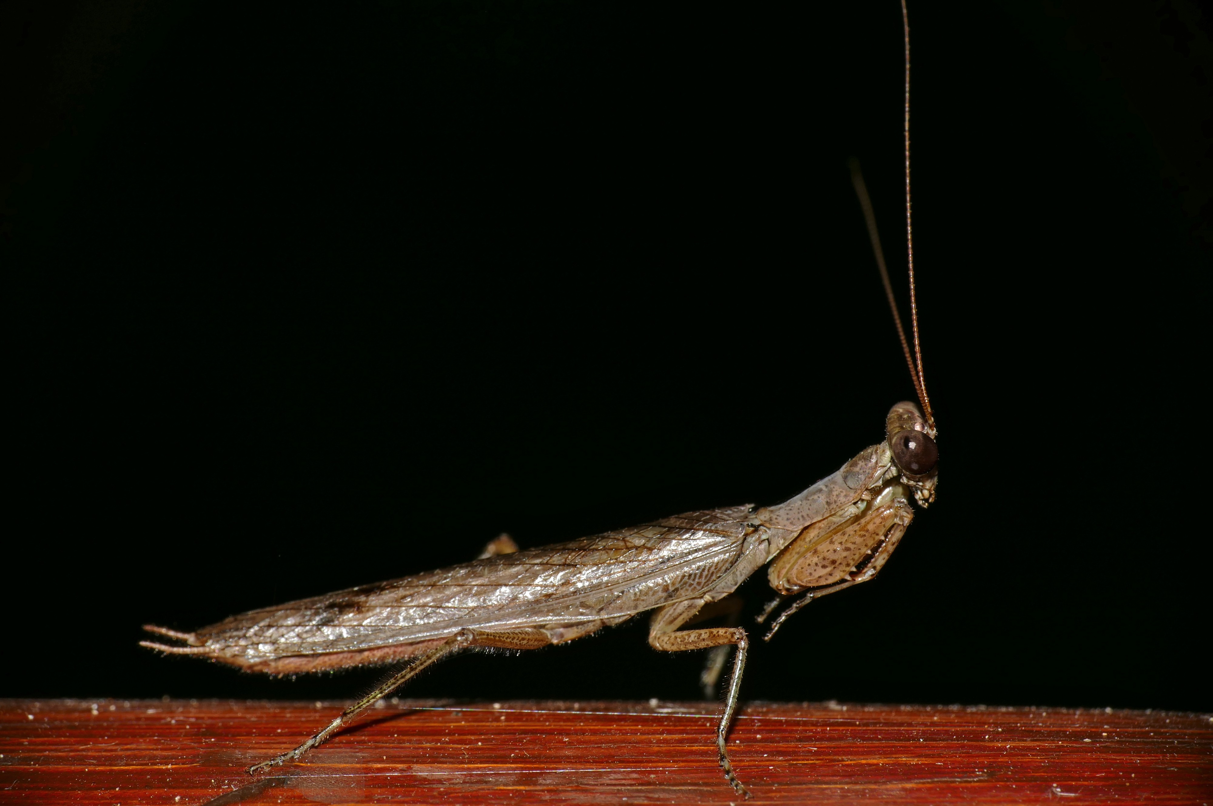 Mantis (Antistia sp.) (16731094708)
