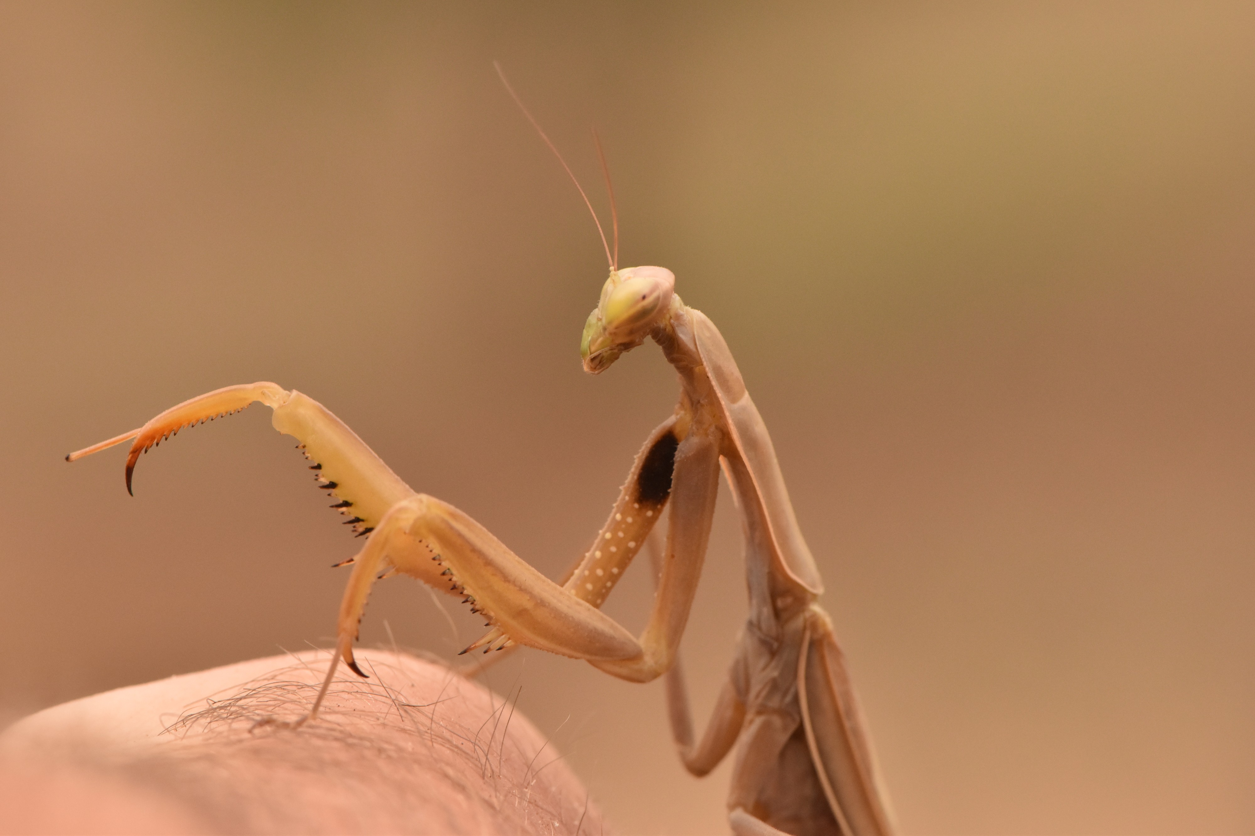 Mantis religiosa 03 04