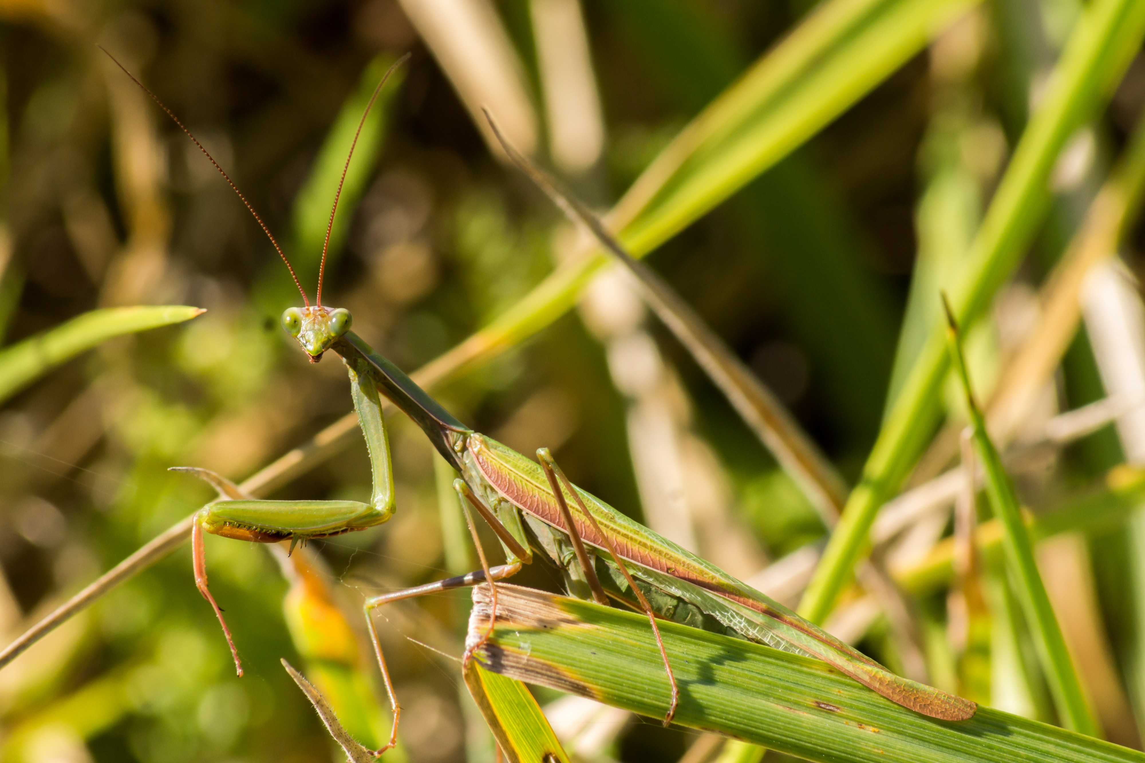 Mantis religiosa (3)