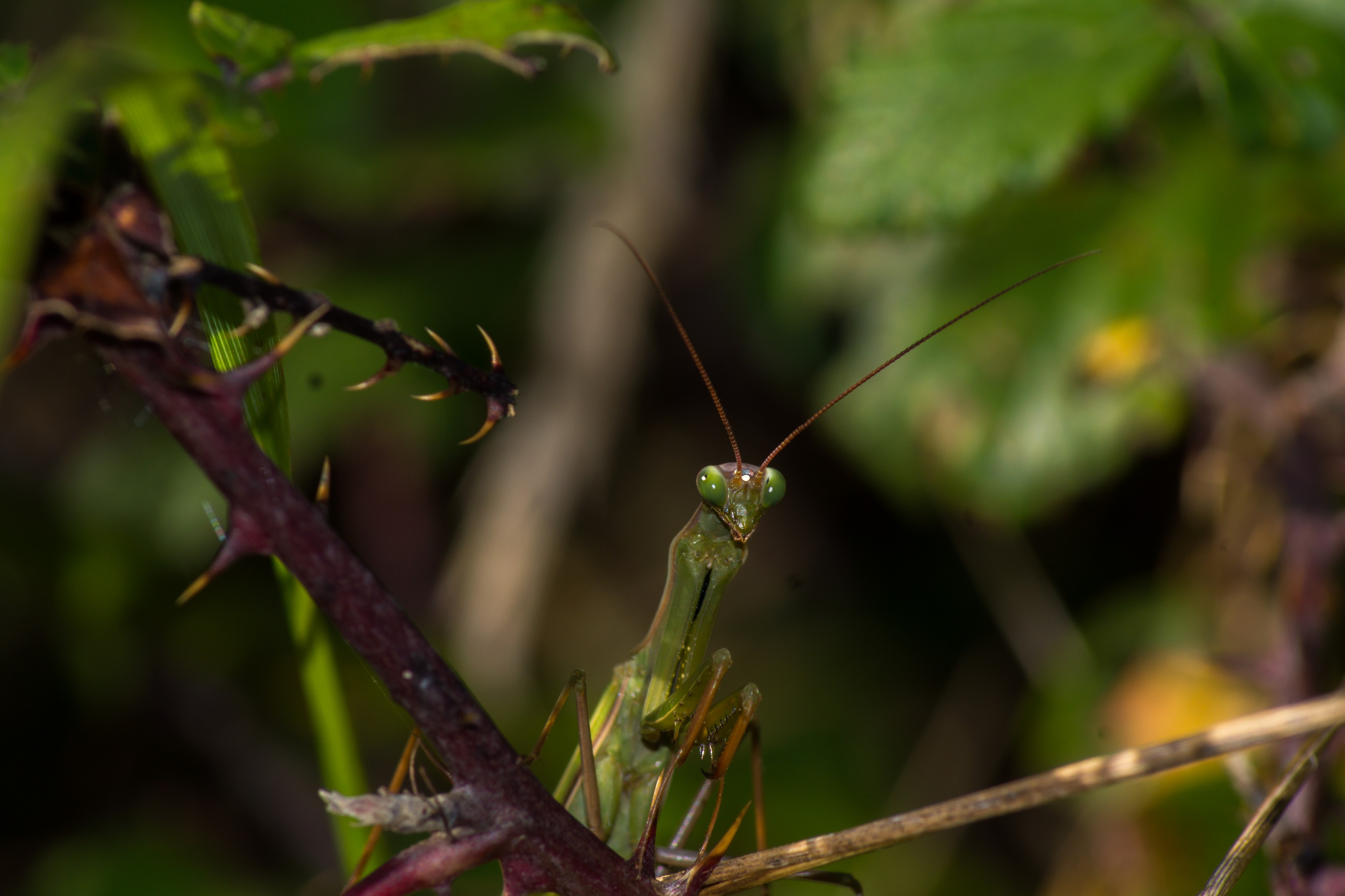 Mantis religiosa (5)
