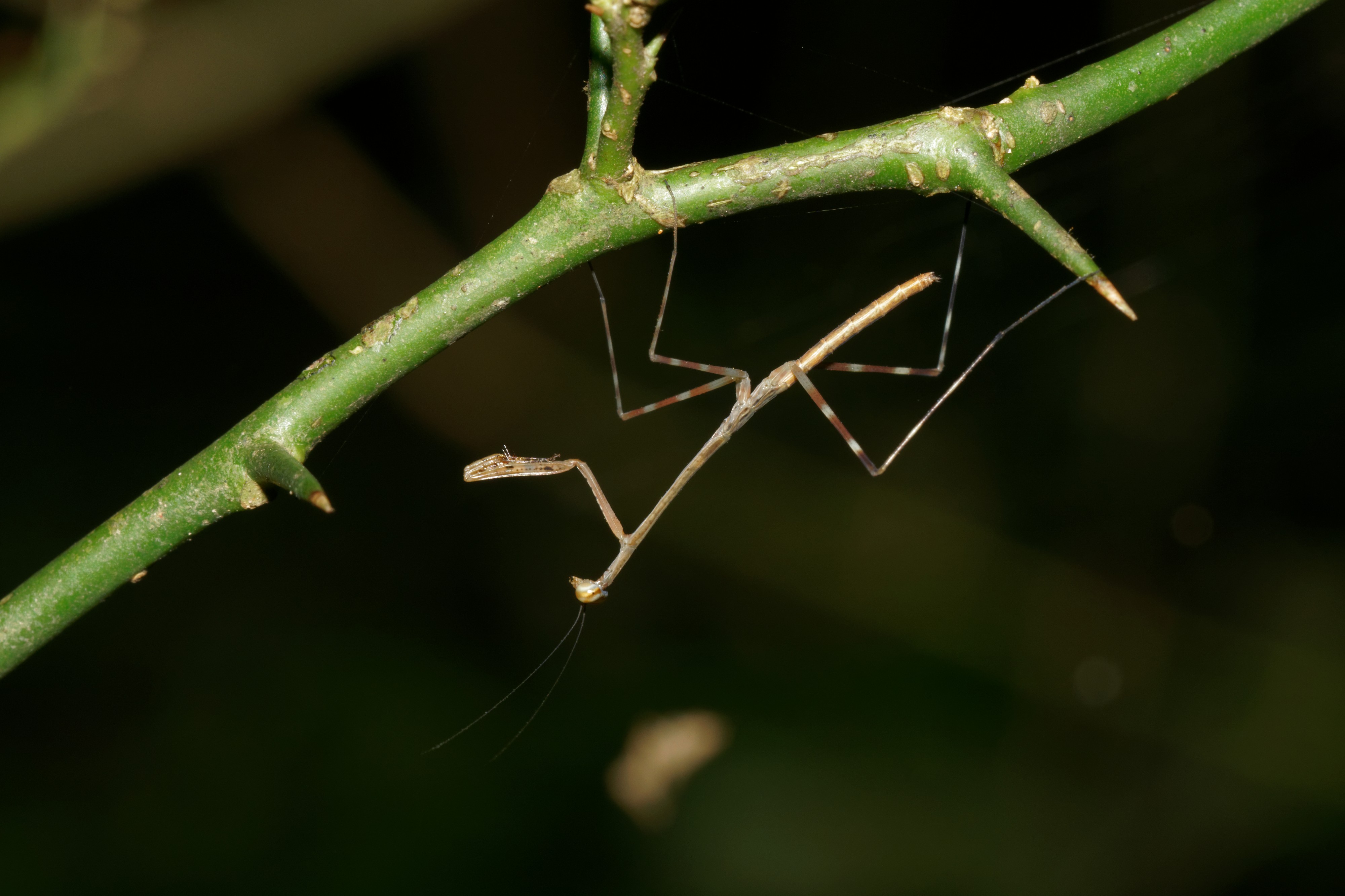Mantodea-Kadavoor-2016-08-08-001