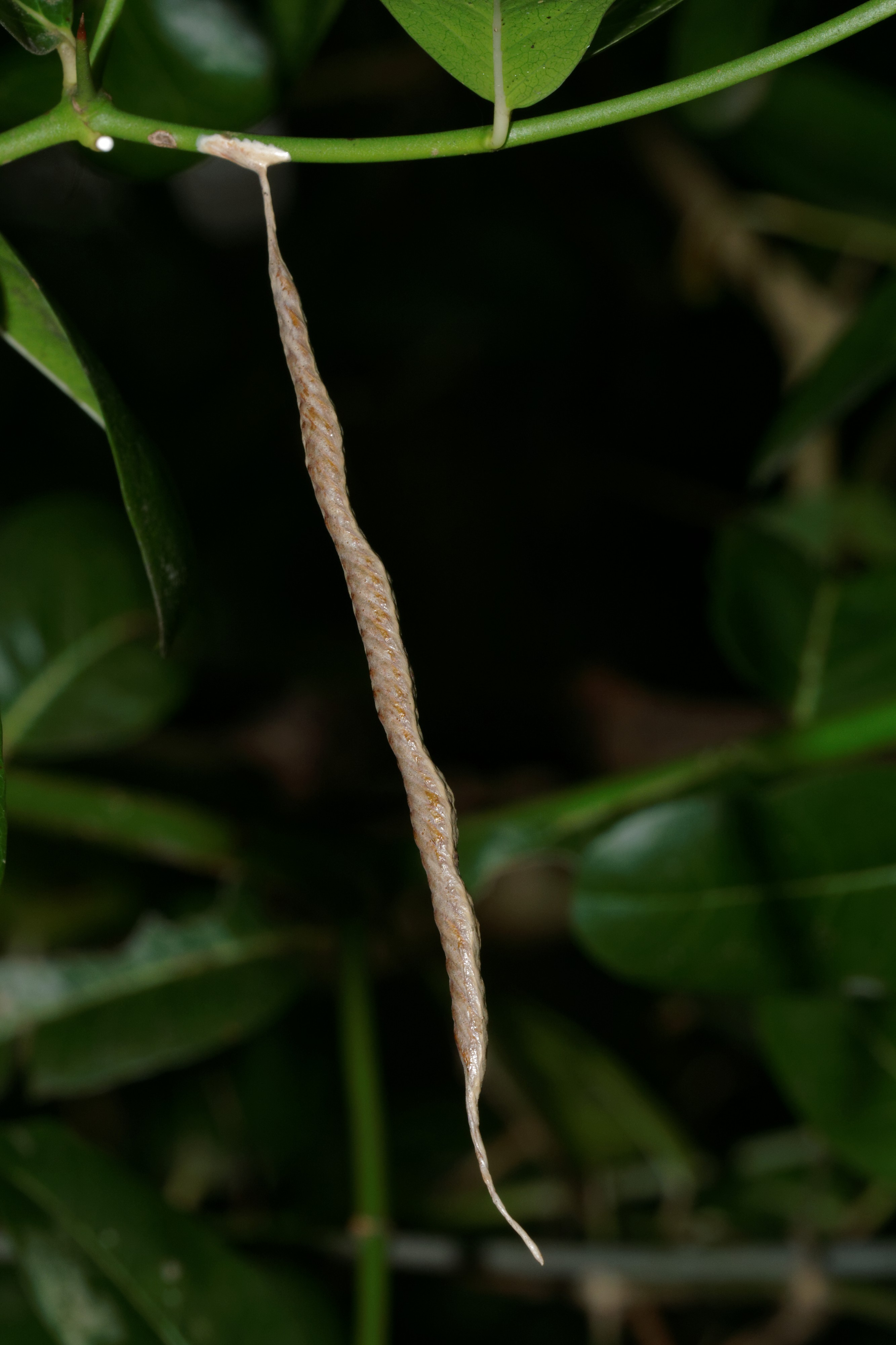 Mantodea oothecae-Kadavoor-2016-07-26-001
