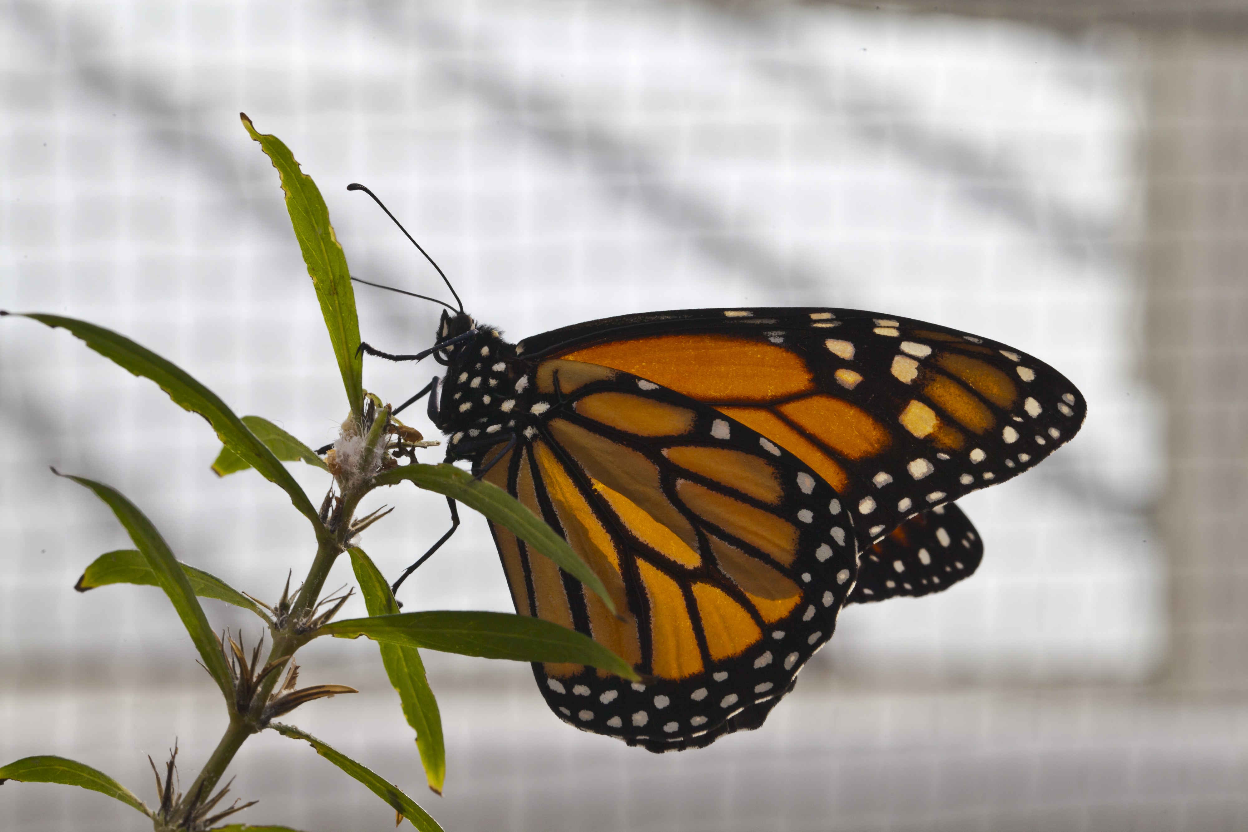 Mariposa monarca (Danaus plexippus), Jardín Botánico de Múnich, Alemania, 2013-01-27, DD 02