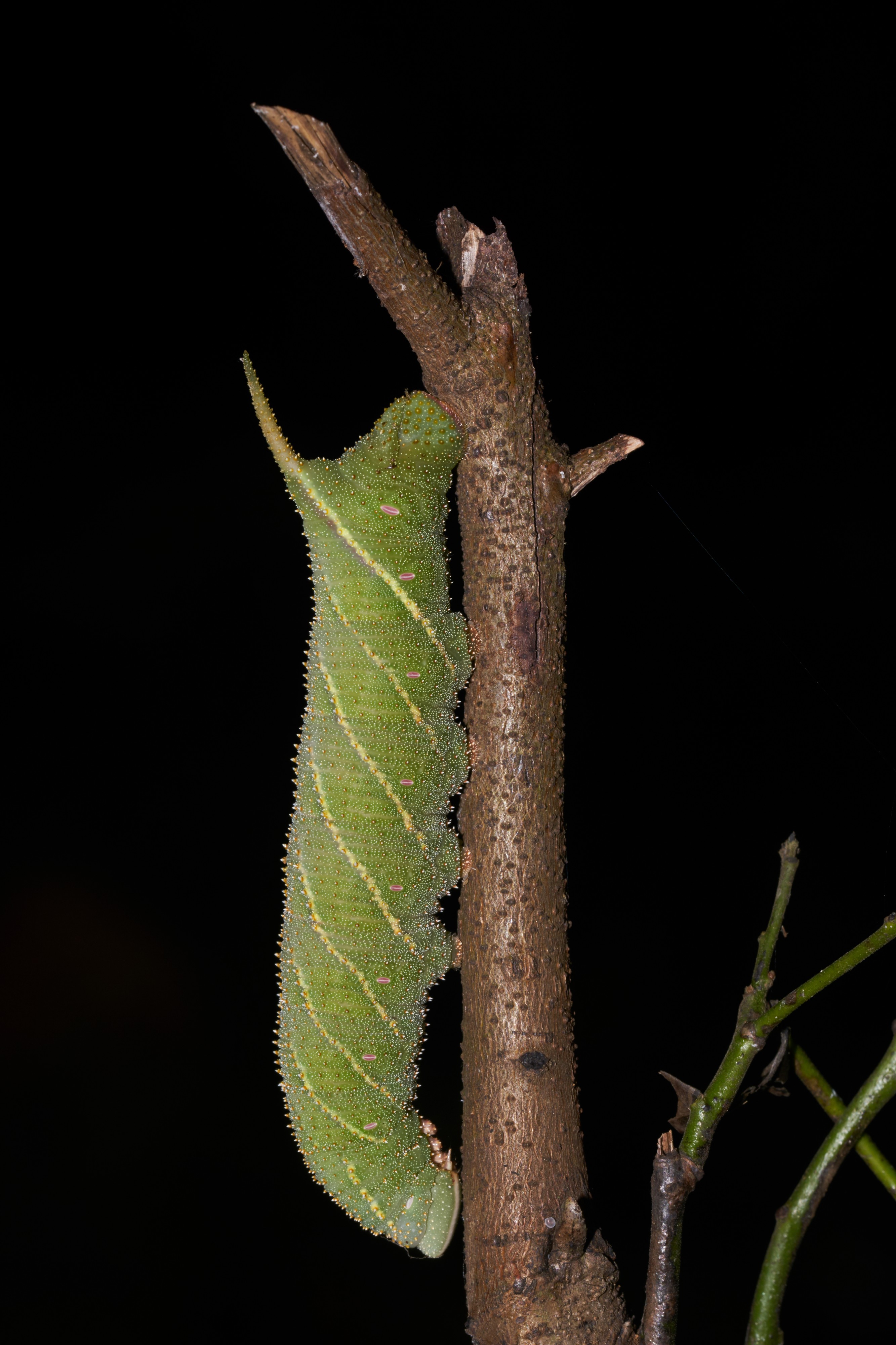 Marumba-Aralam-2016-10-30-001