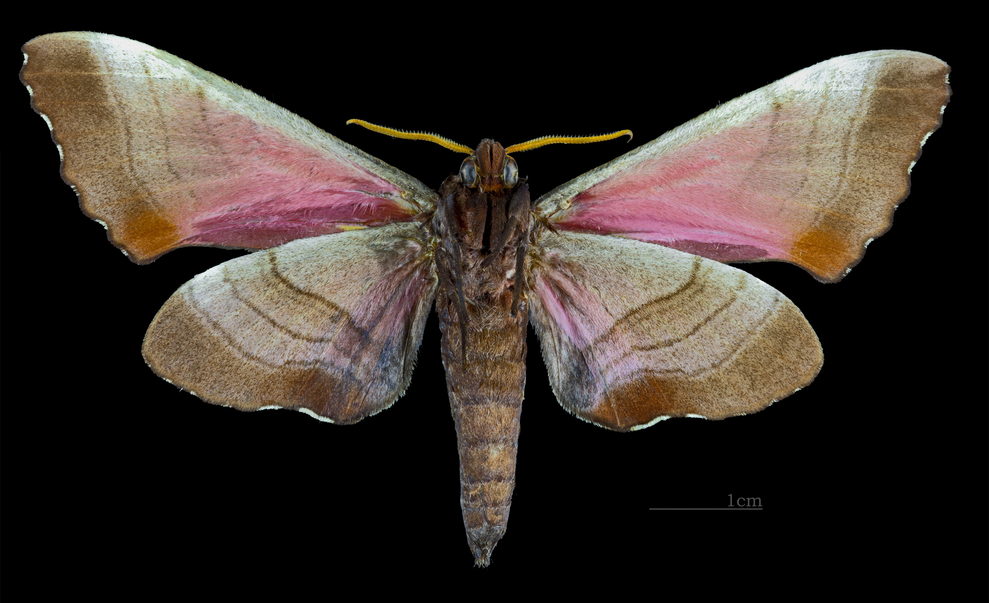 Marumba gaschkewitschii echephron MHNT CUT 2010 0 51 Male ventral