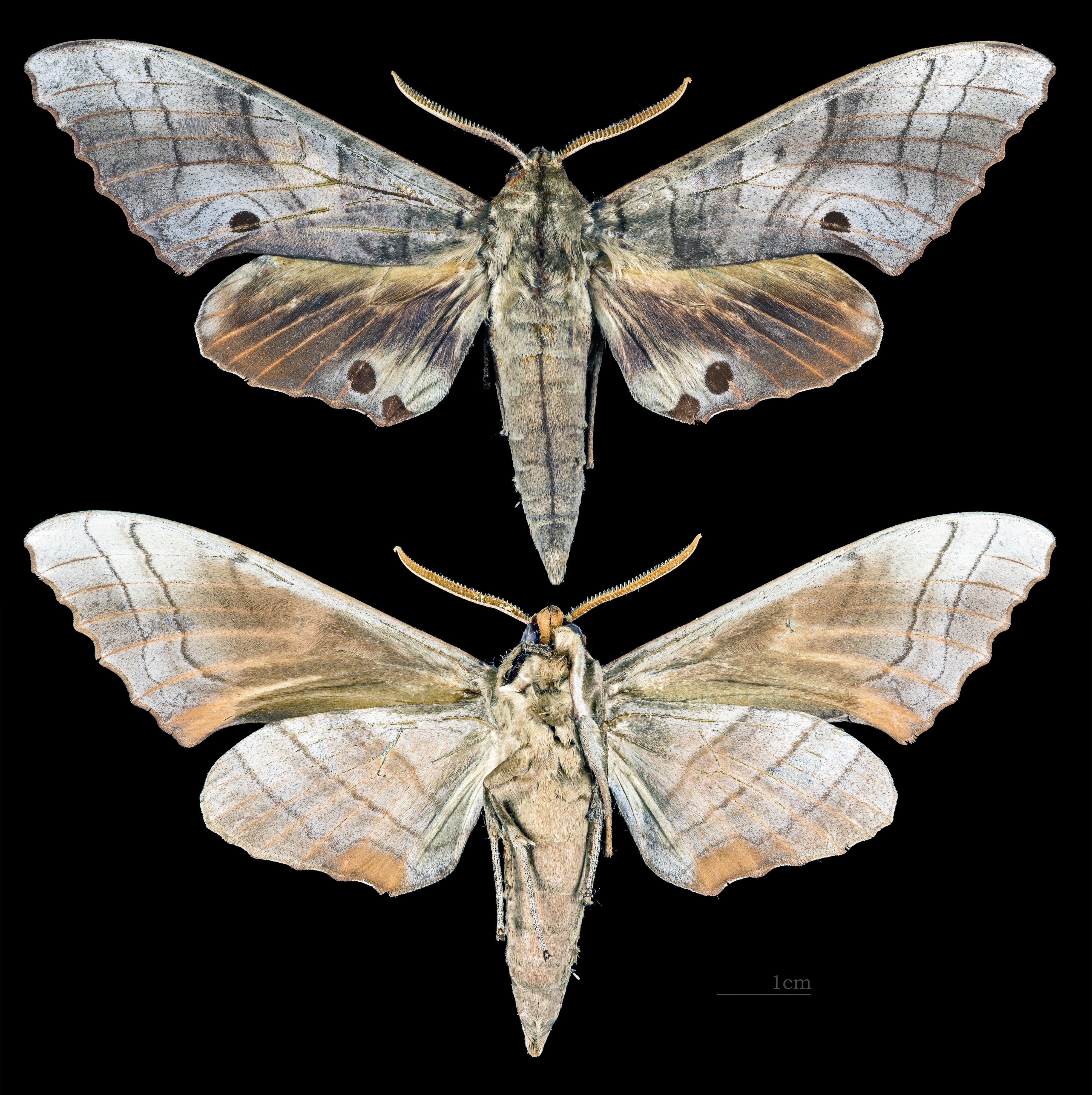Marumba sperchius MHNT CUT 2010 0 120 Gifu Japan Male