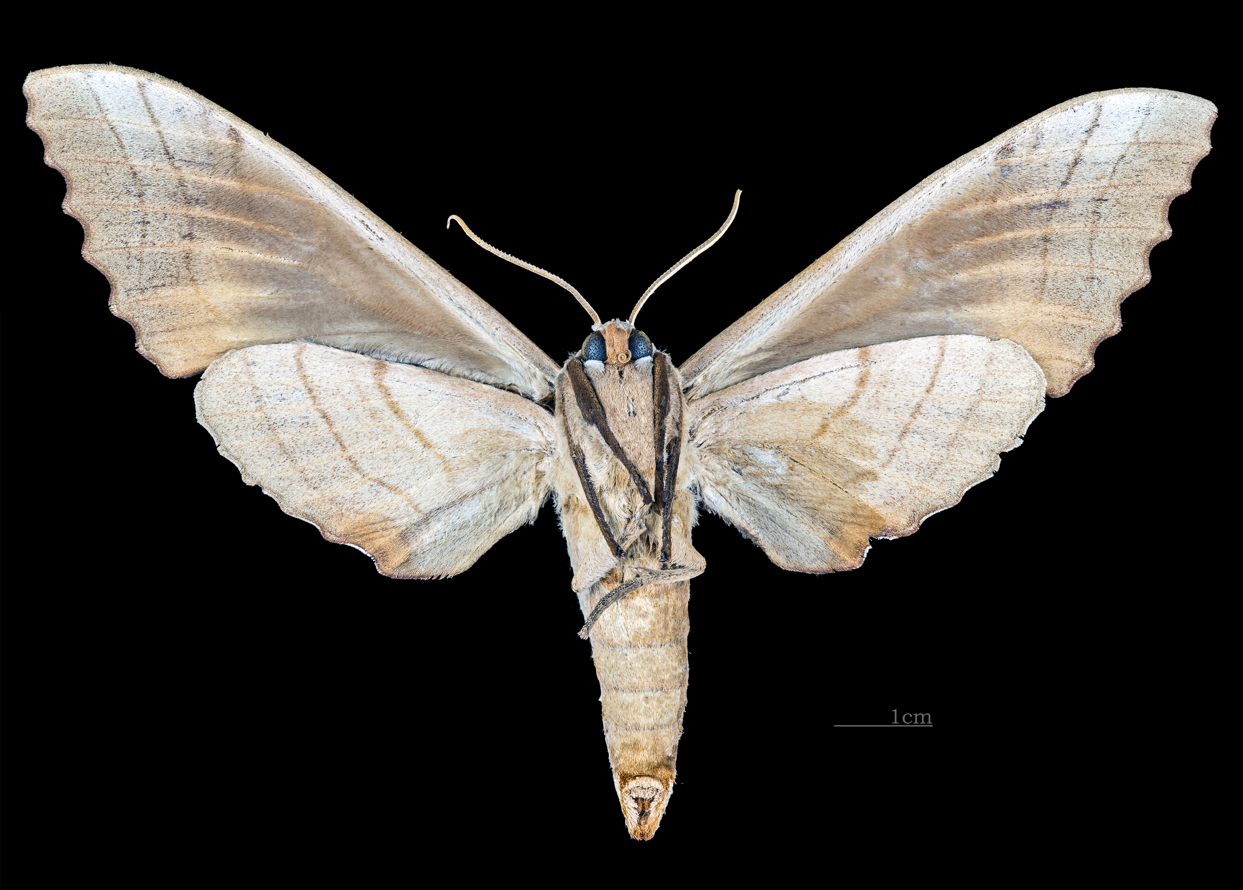 Marumba sperchius MHNT CUT 2010 0 120 Taiwan female ventral