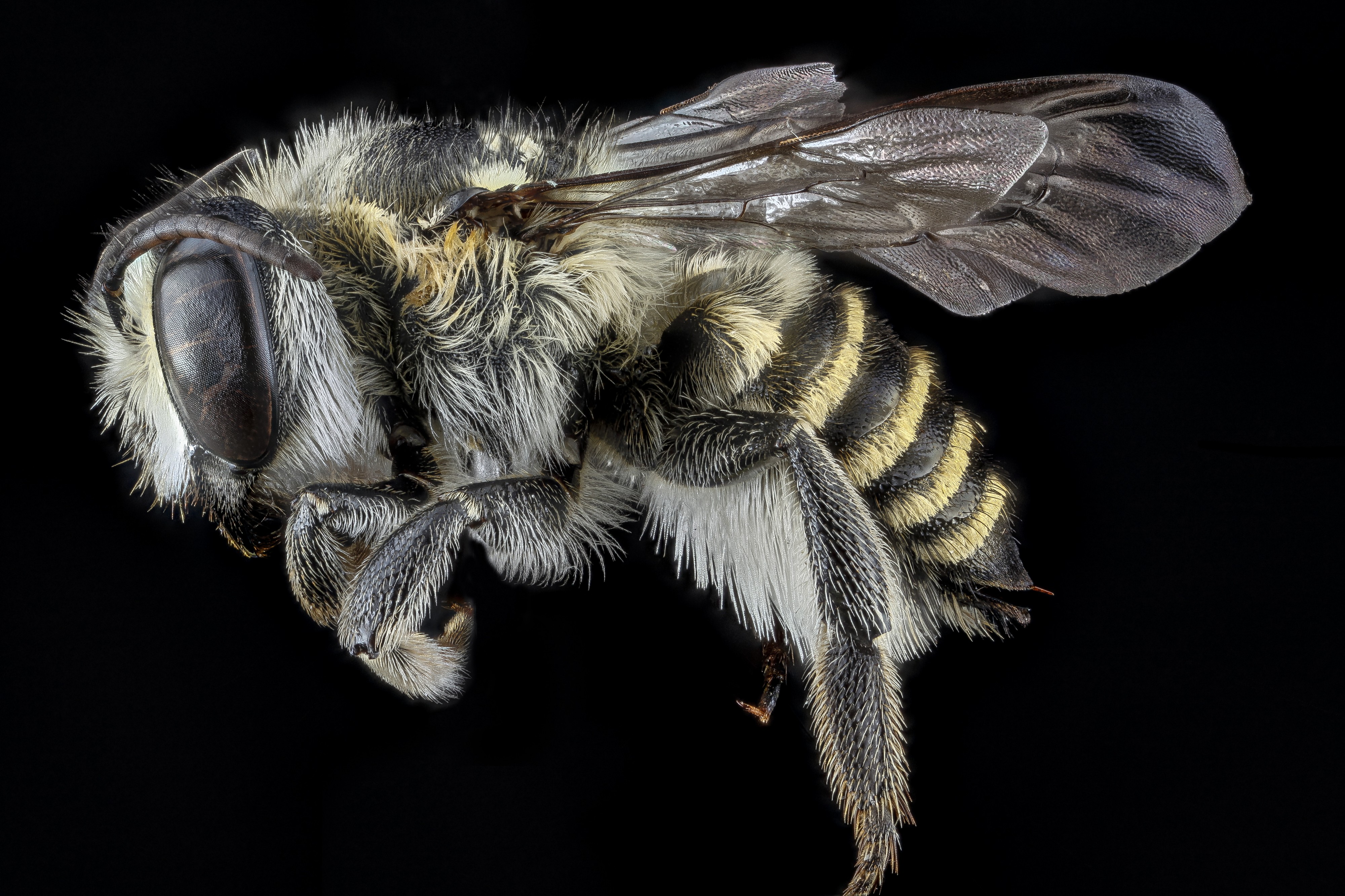 Megachile deceptrix f