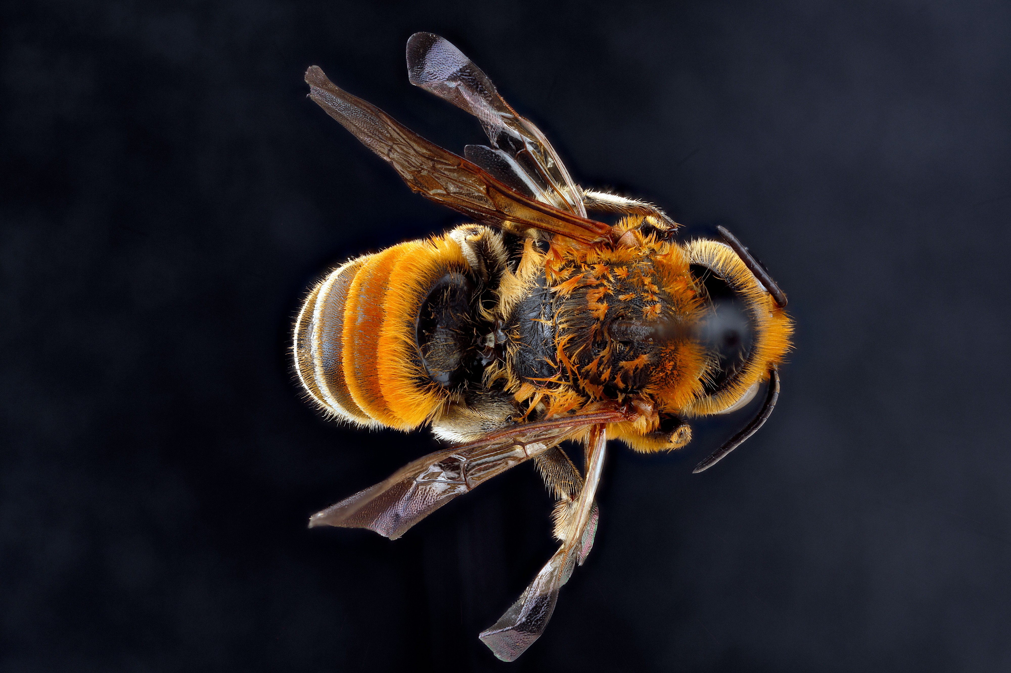 Megachile lanata1