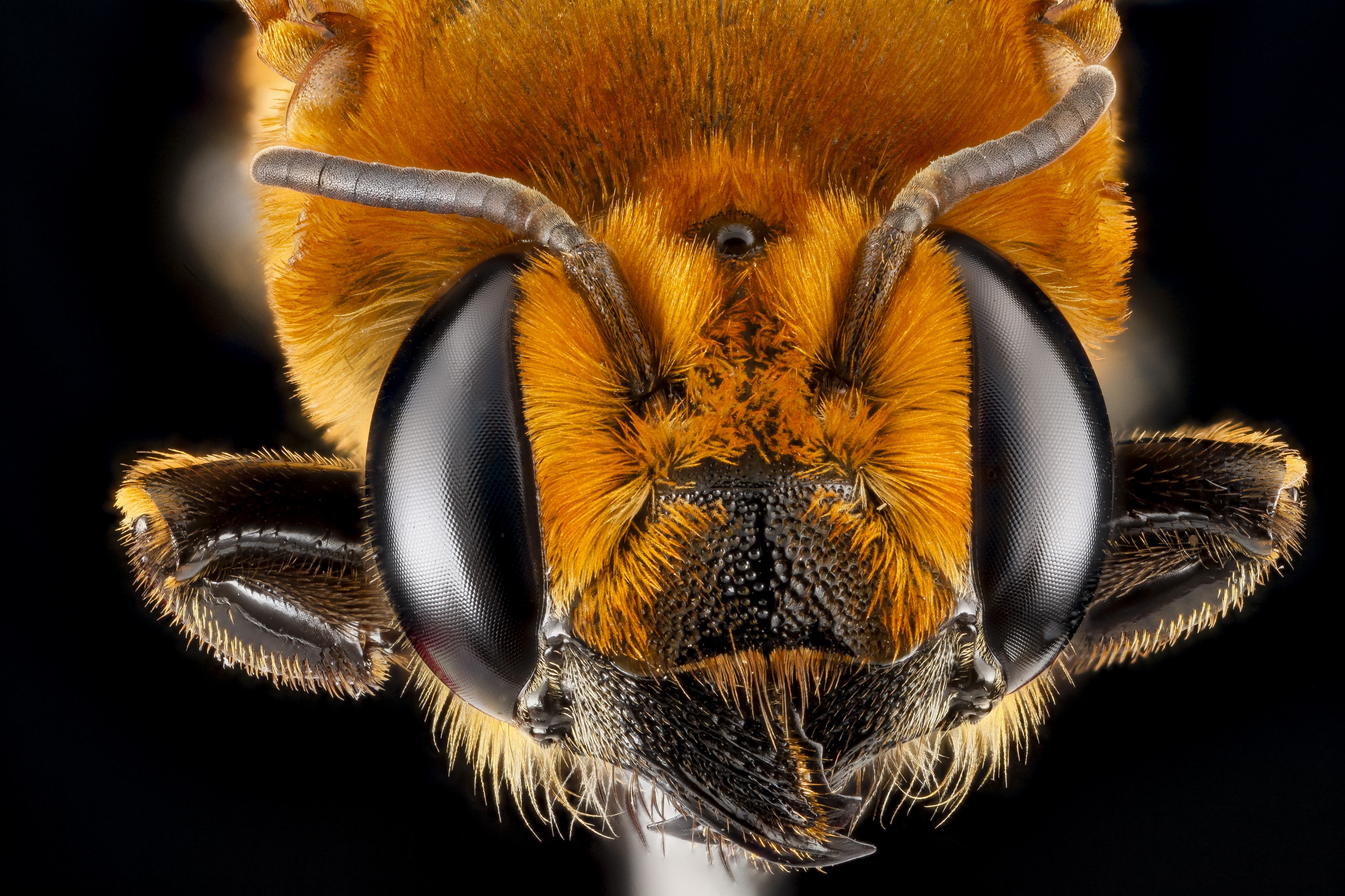 Megachile lanata, female BIML USGS